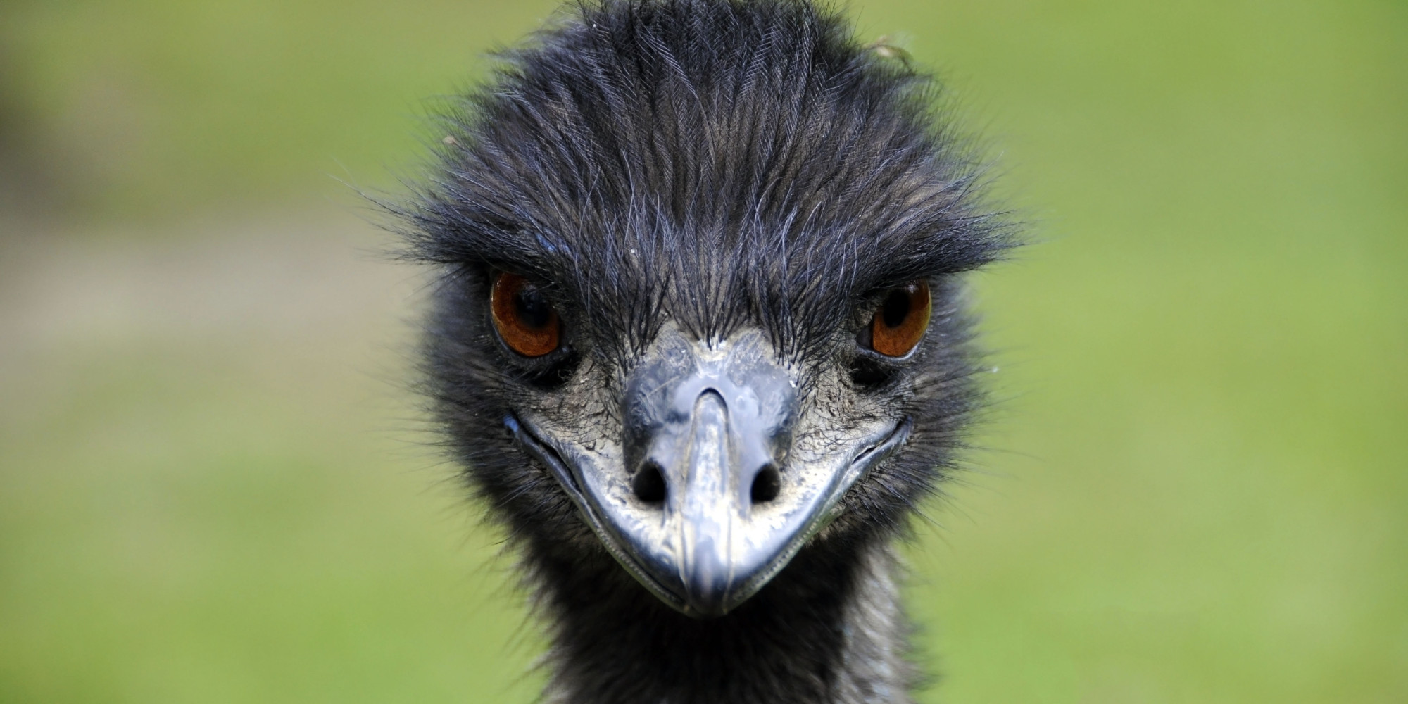 Emus Take Over Australian Town After Drought Drives Them From Brush ...