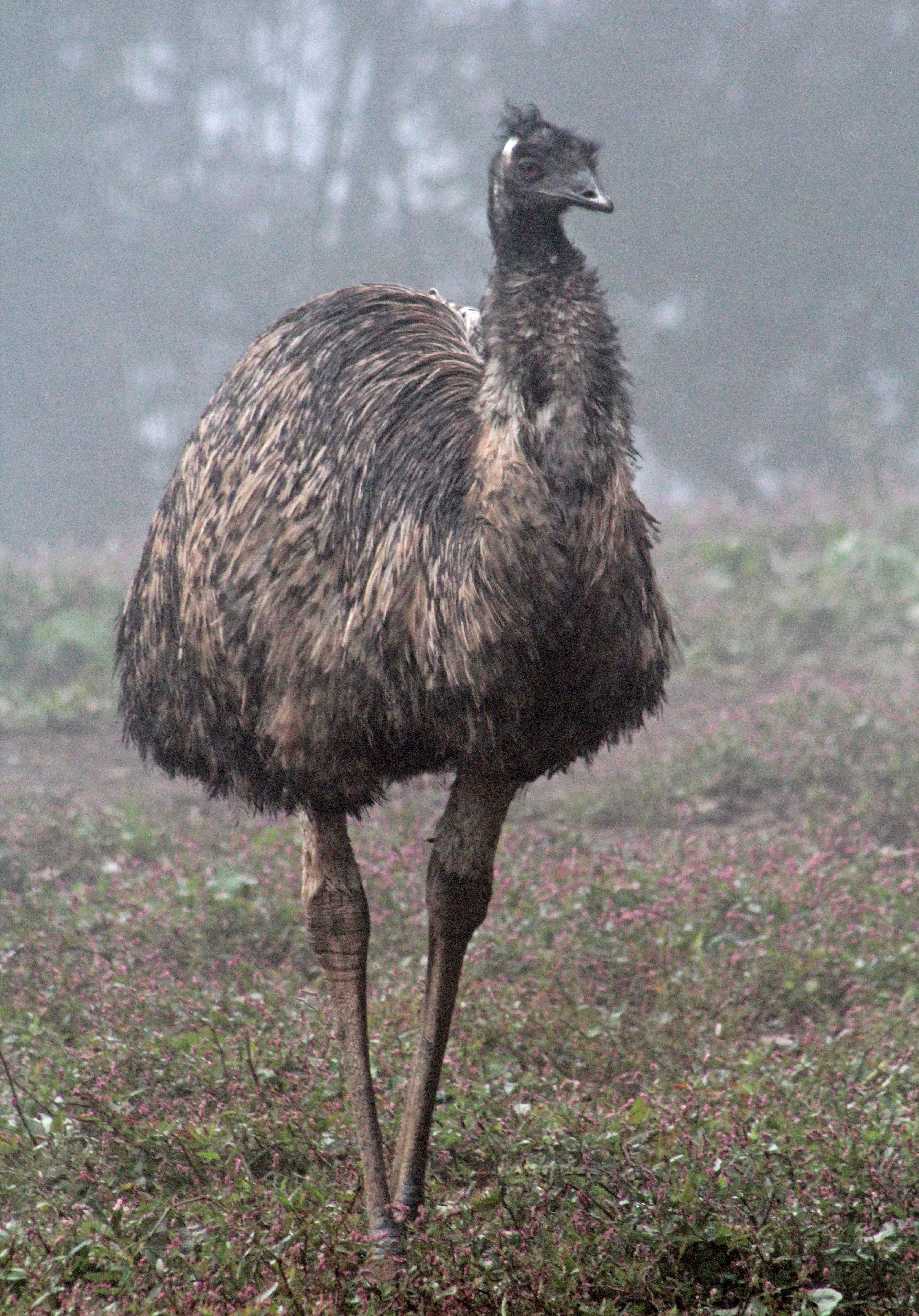 Emu02.jpg