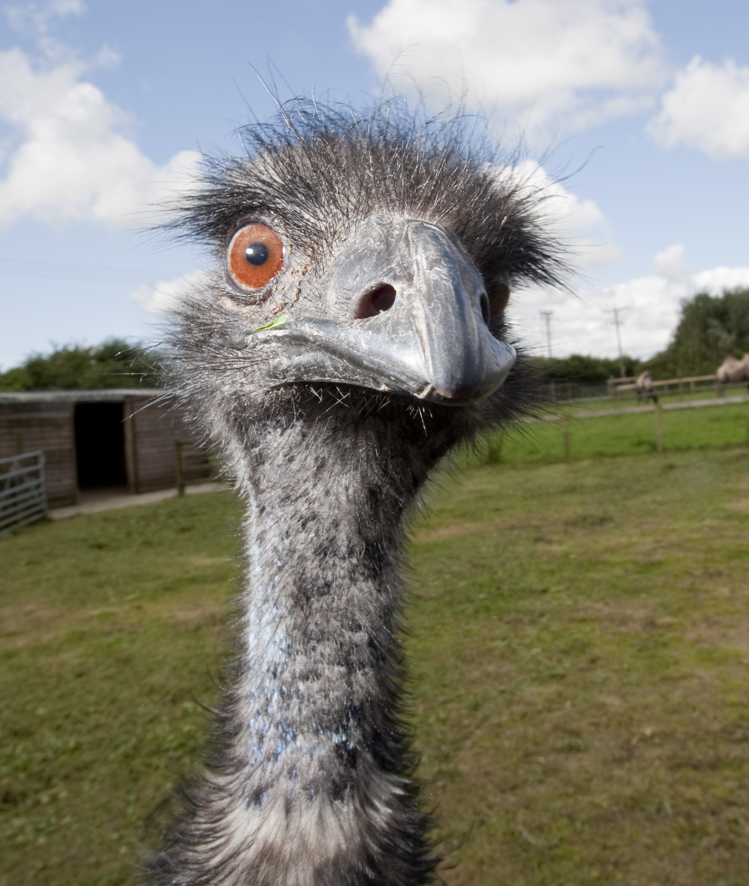Top 83 Emu - HD Animal Spot