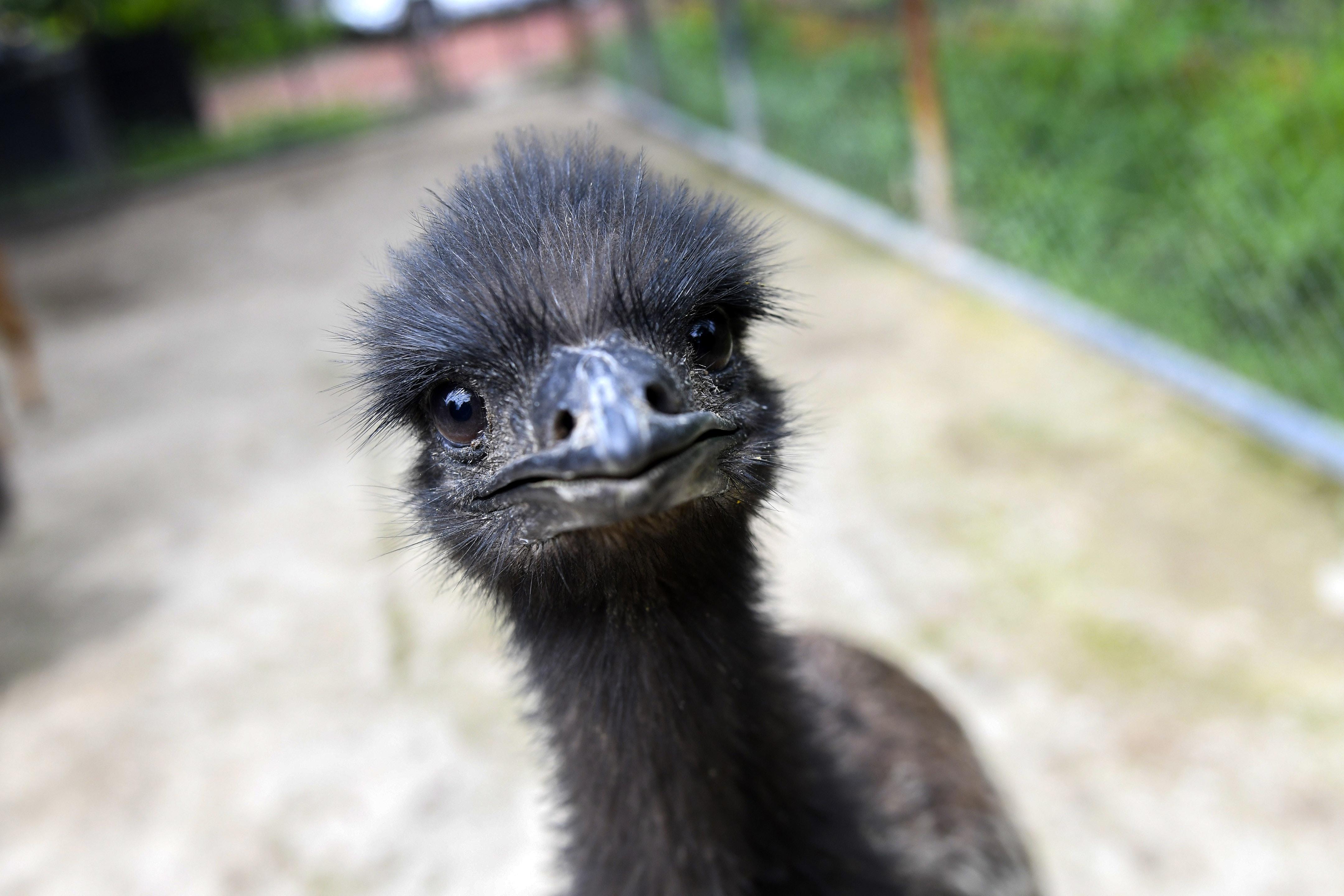Runaway Emu Spotted In Texas City, Police Searching For Owner