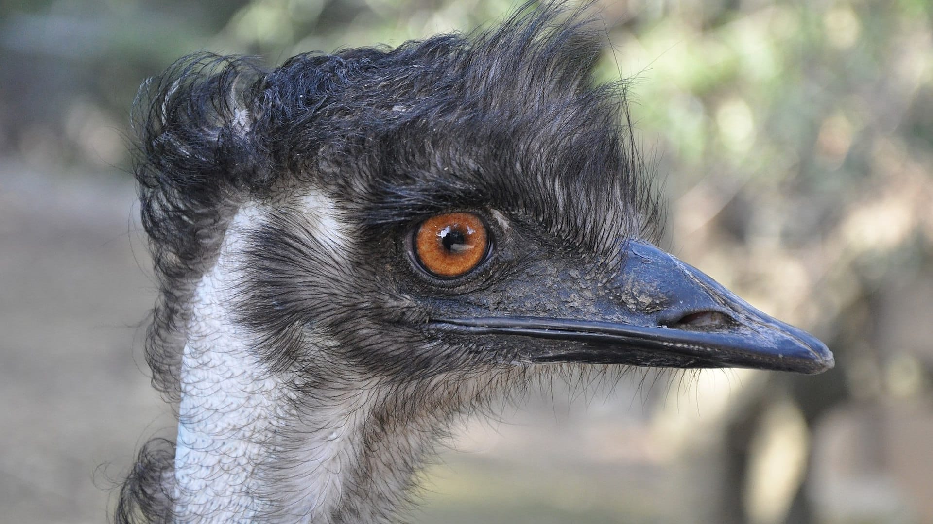 The Great Emu War of 1932 | Everything You Need to Know!
