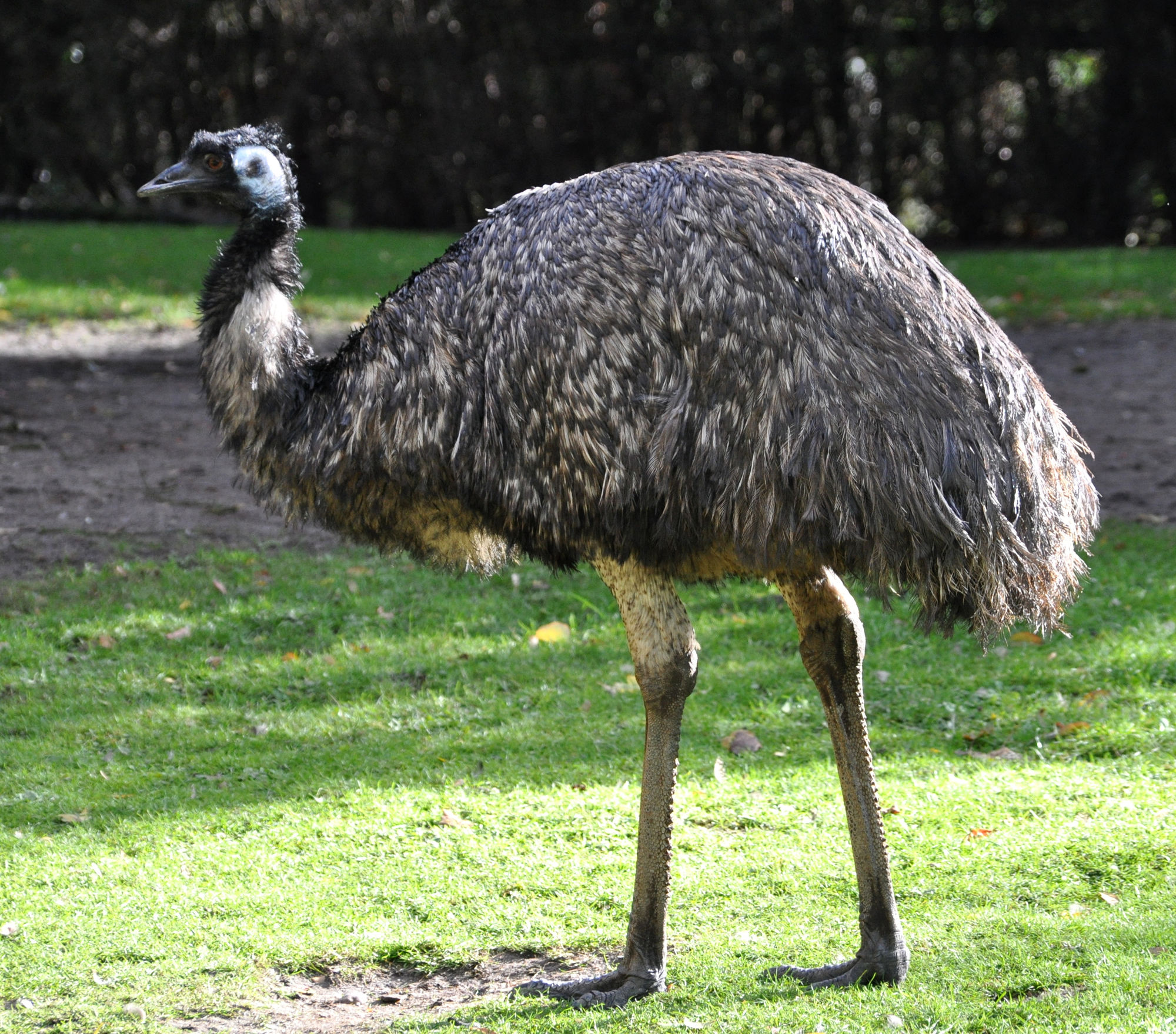 Emu | The Parody Wiki | FANDOM powered by Wikia