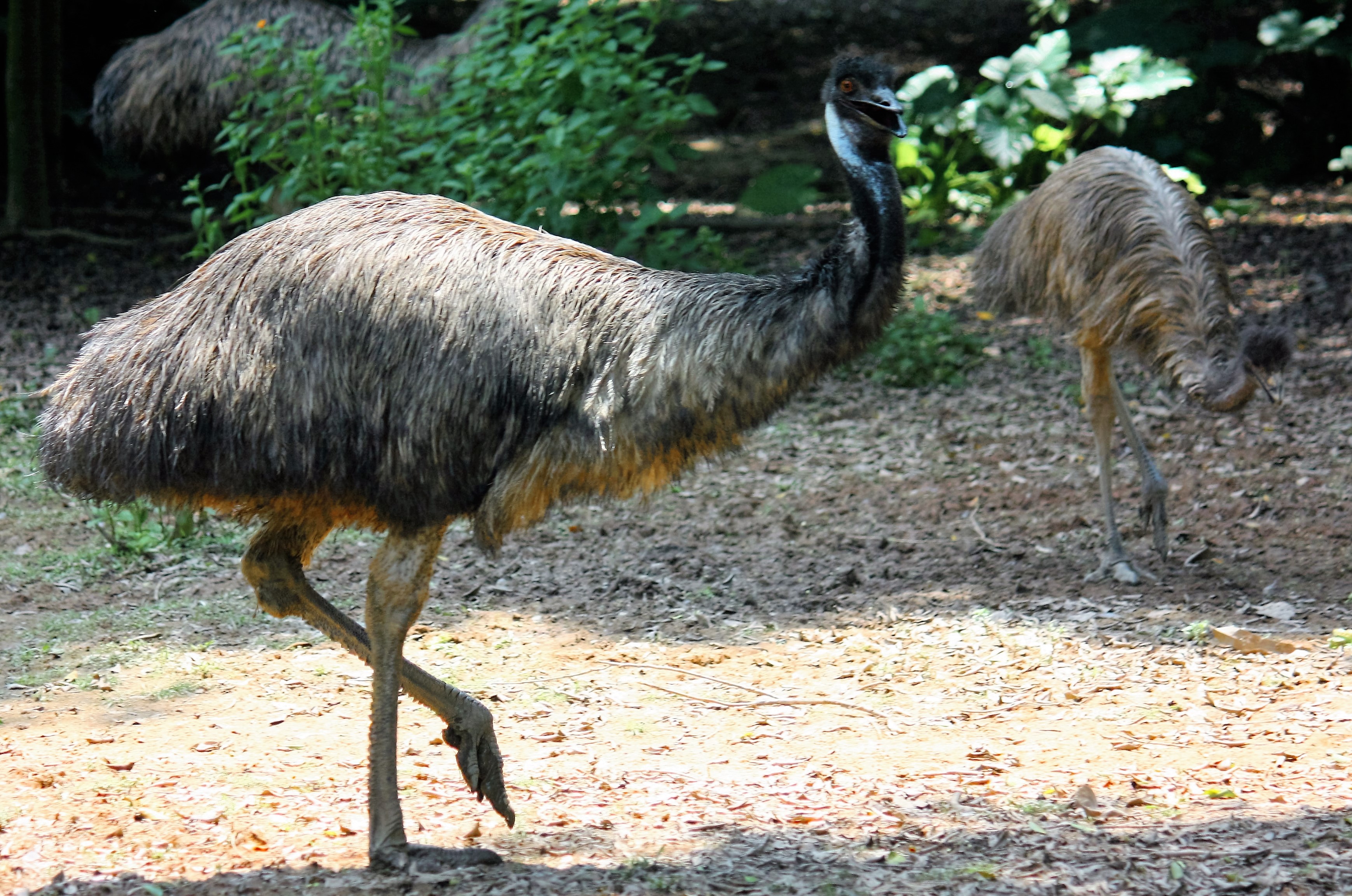File:Emu 2014.jpg - Wikimedia Commons