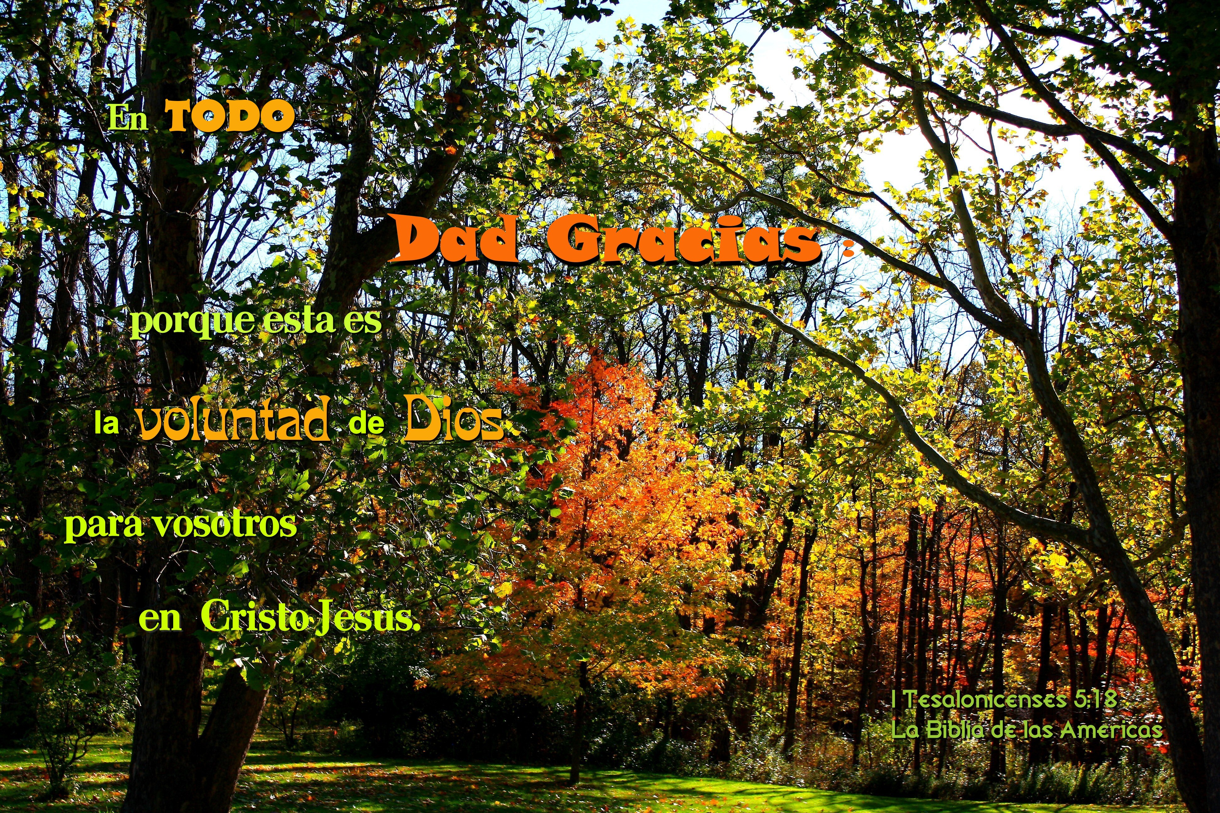 En Todo Dad Gracias, Autumn, Bible, Fall, Inspirational, HQ Photo