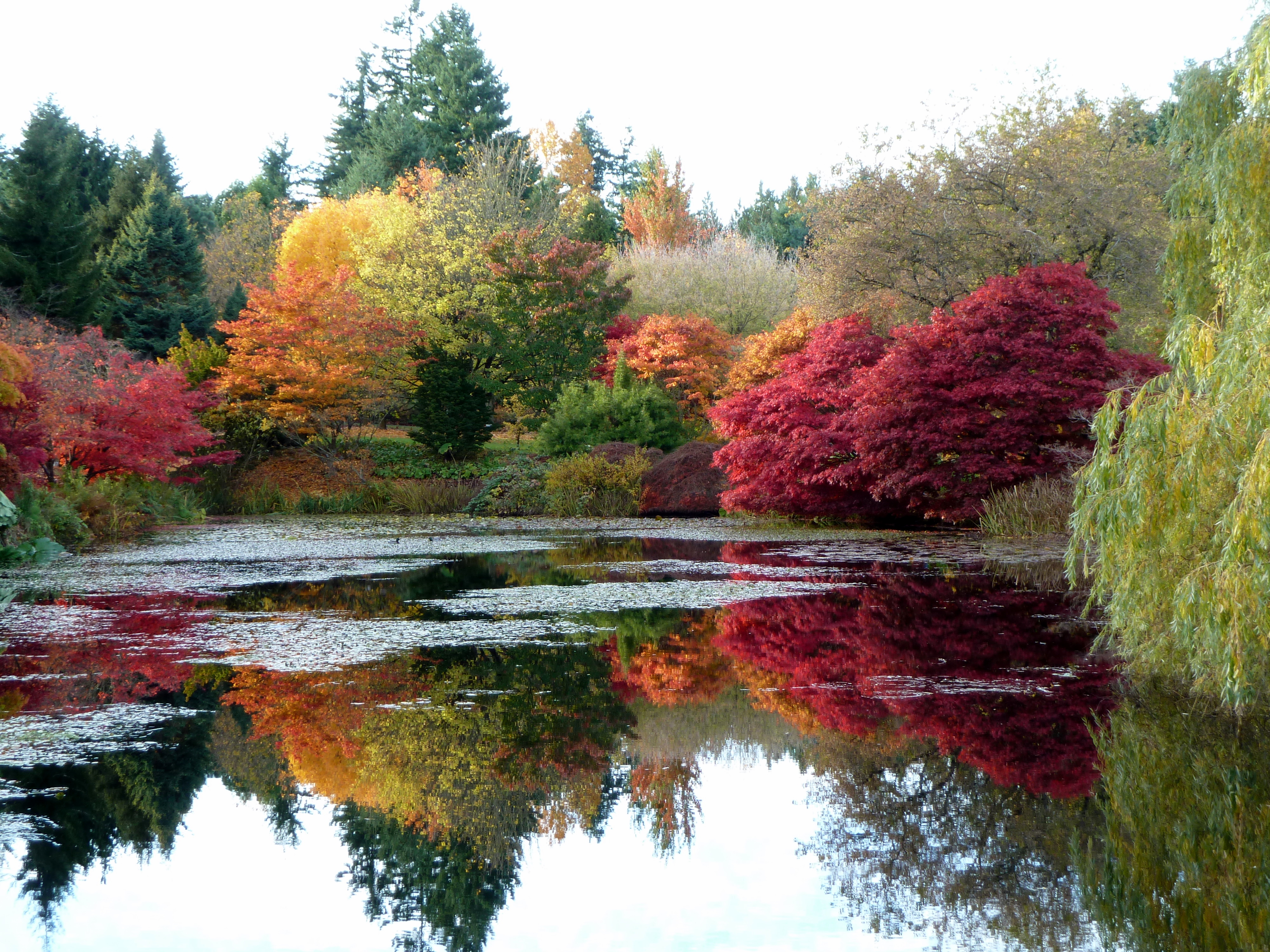 File:Autumn colours at VanDusen Botanical Garden.jpg - Wikimedia Commons