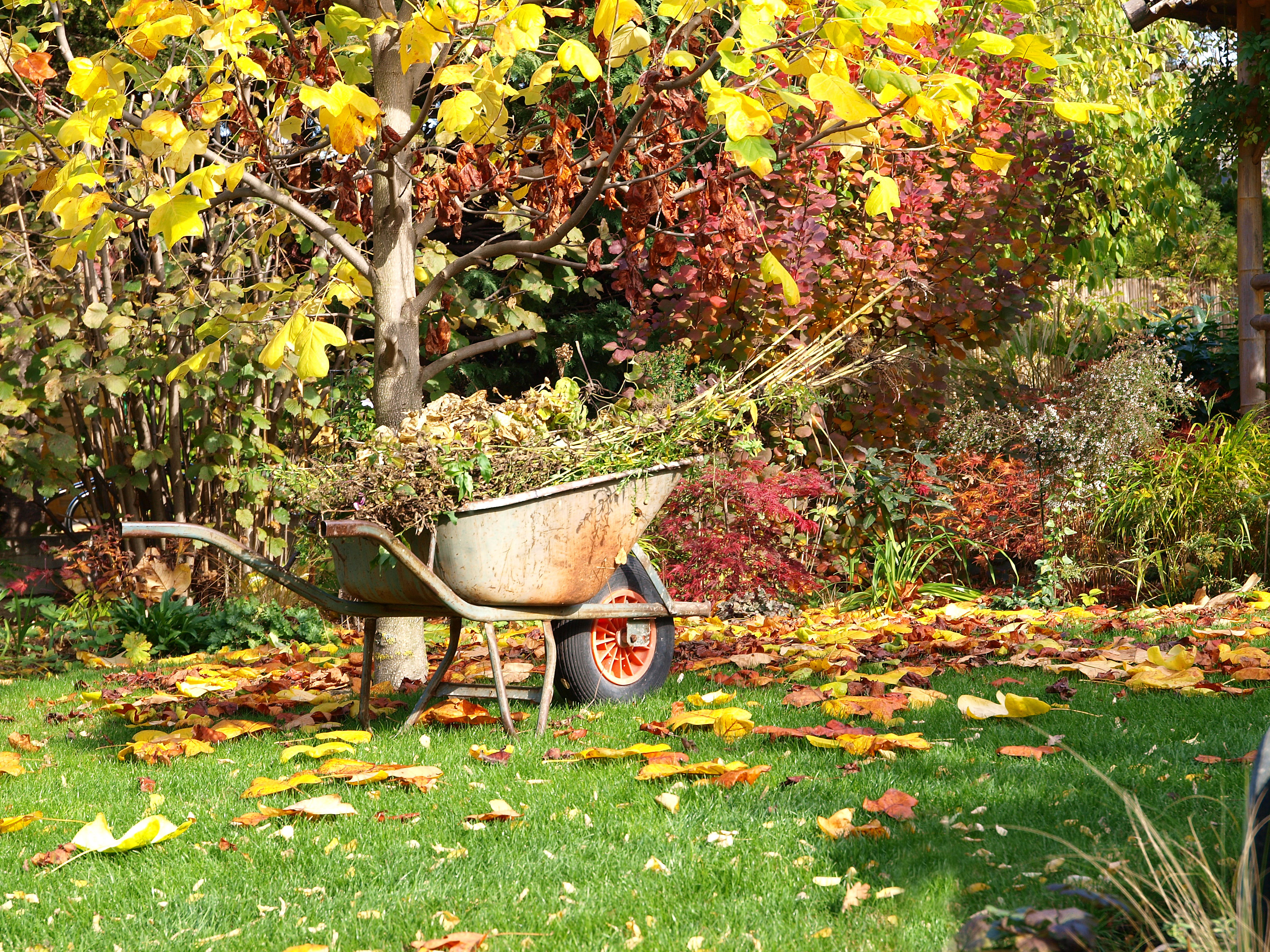 September garden jobs - The English Garden
