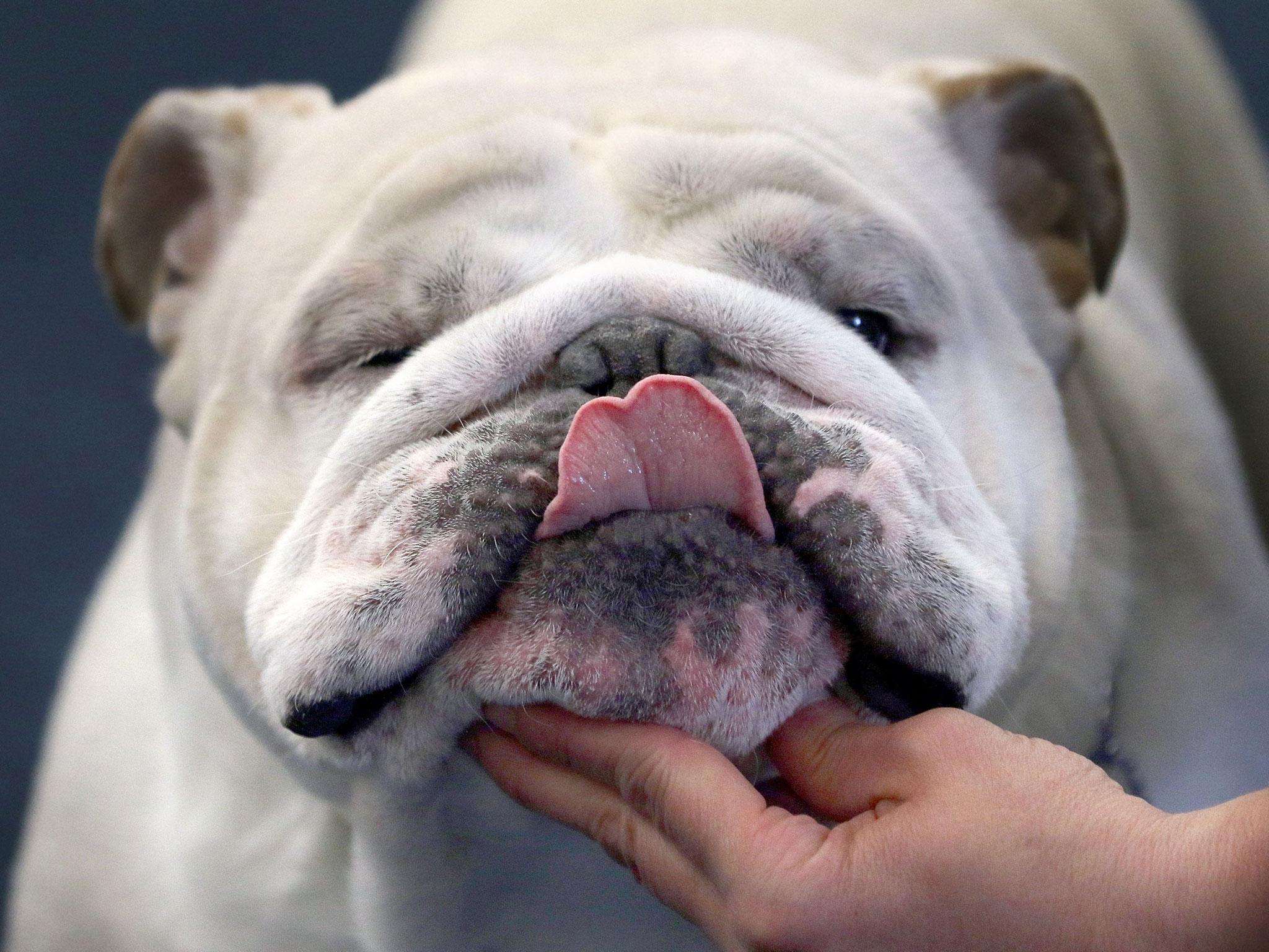 English bulldogs now so inbred their appalling health problems will ...