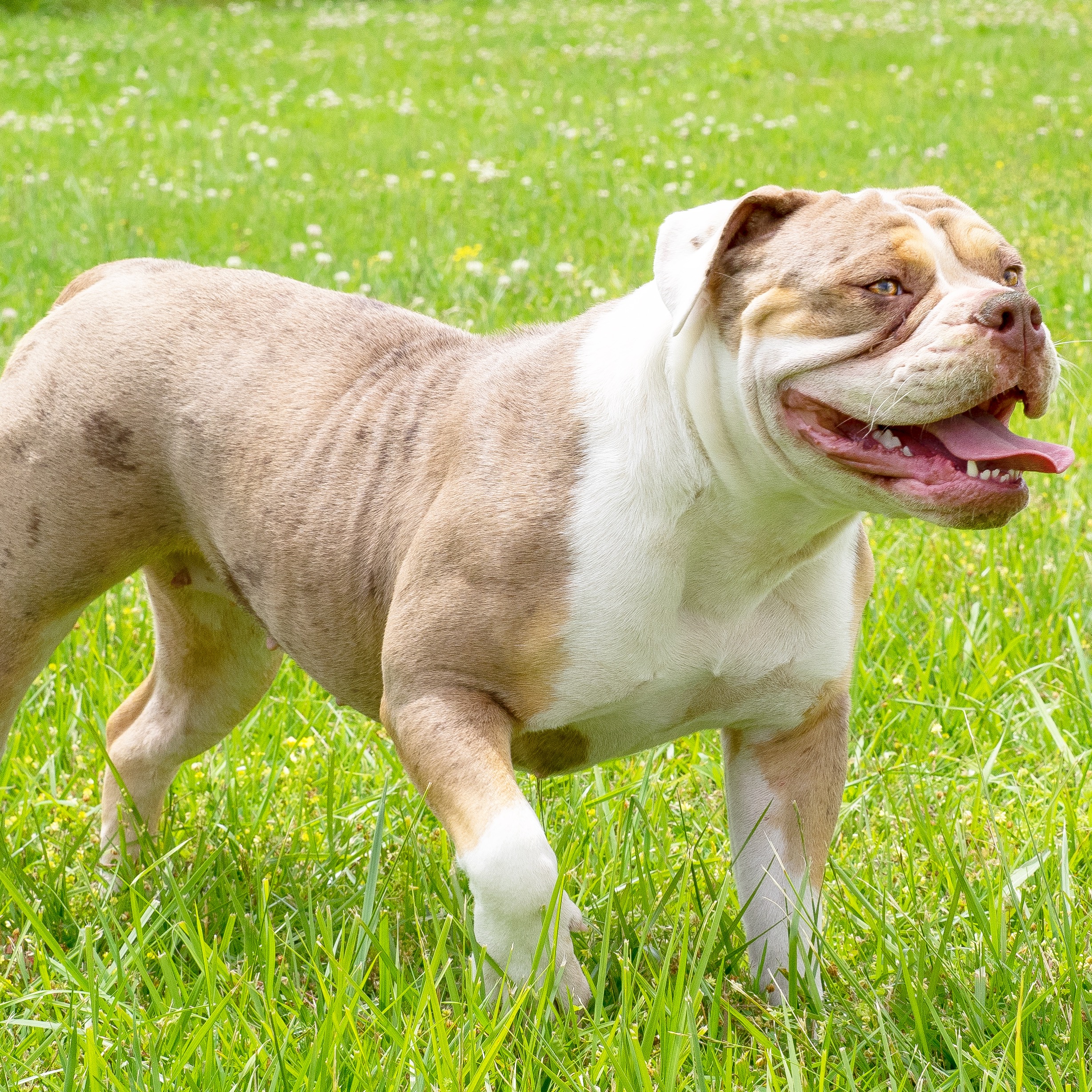 Old English Bulldog Puppies for sale - Manmade Kennels XL Pit Bulls