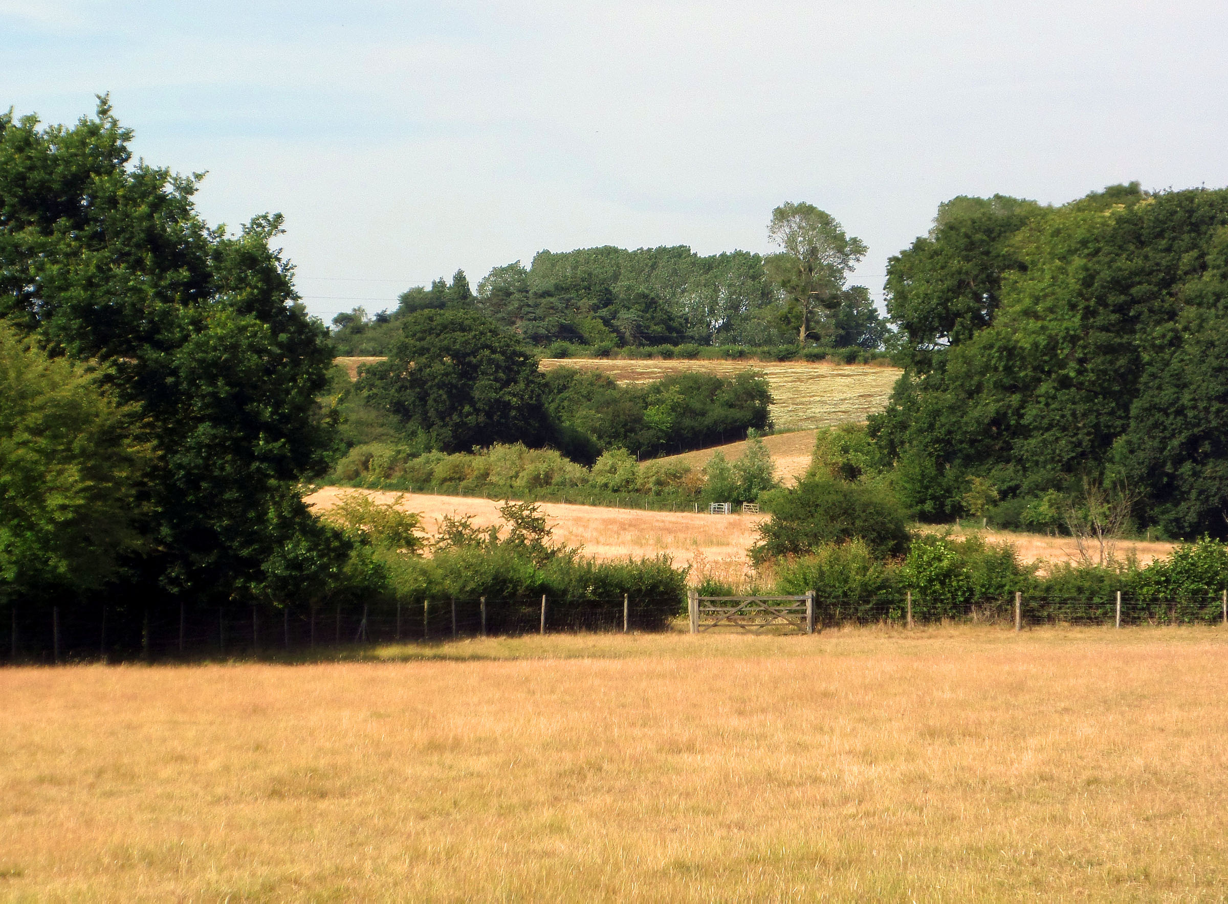 English fields and trees - suffolk photo