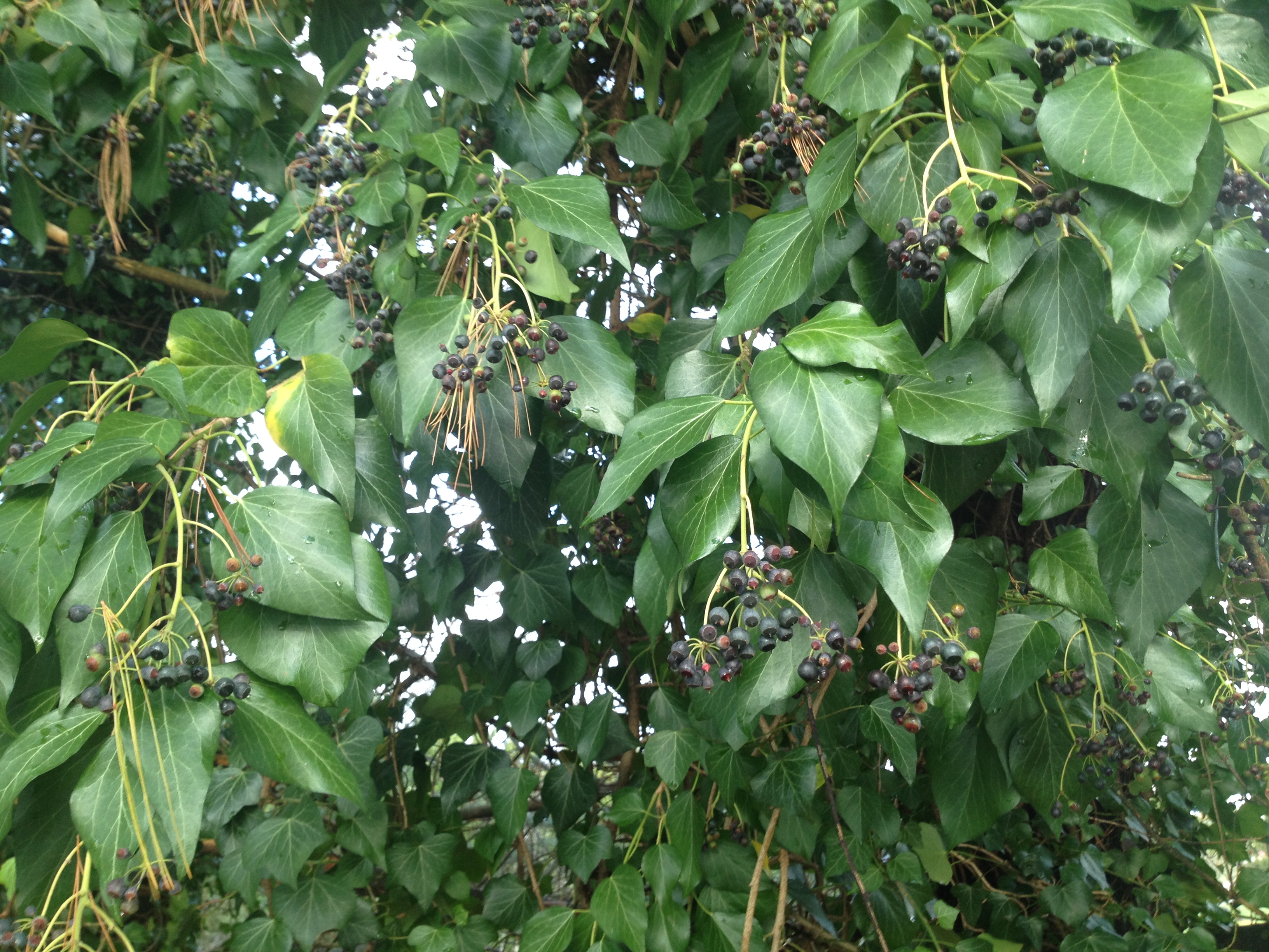 What are these berries? It's an invasive vine that grows on trees ...