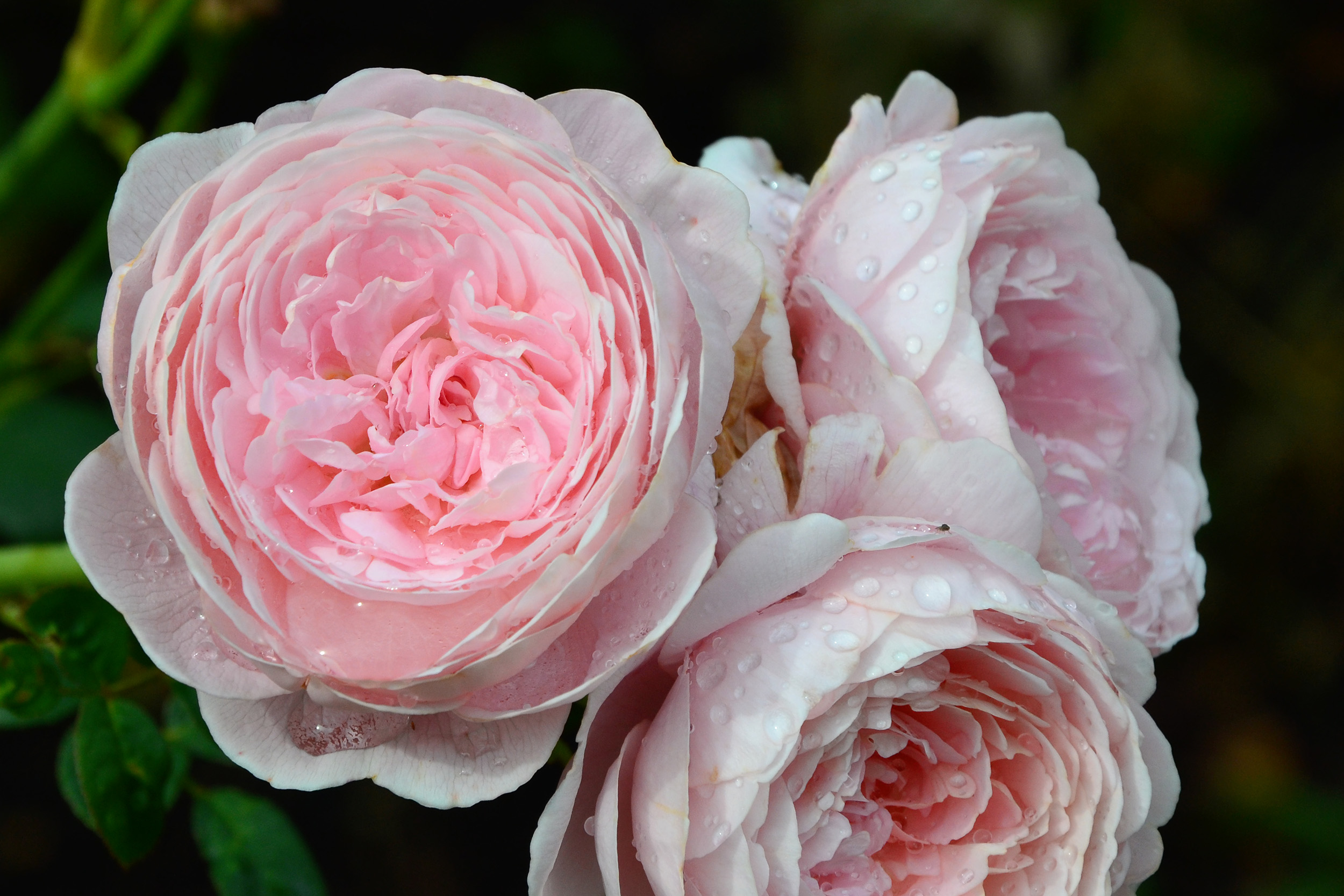 English rose 'Queen Of Sweden' free photo download. 