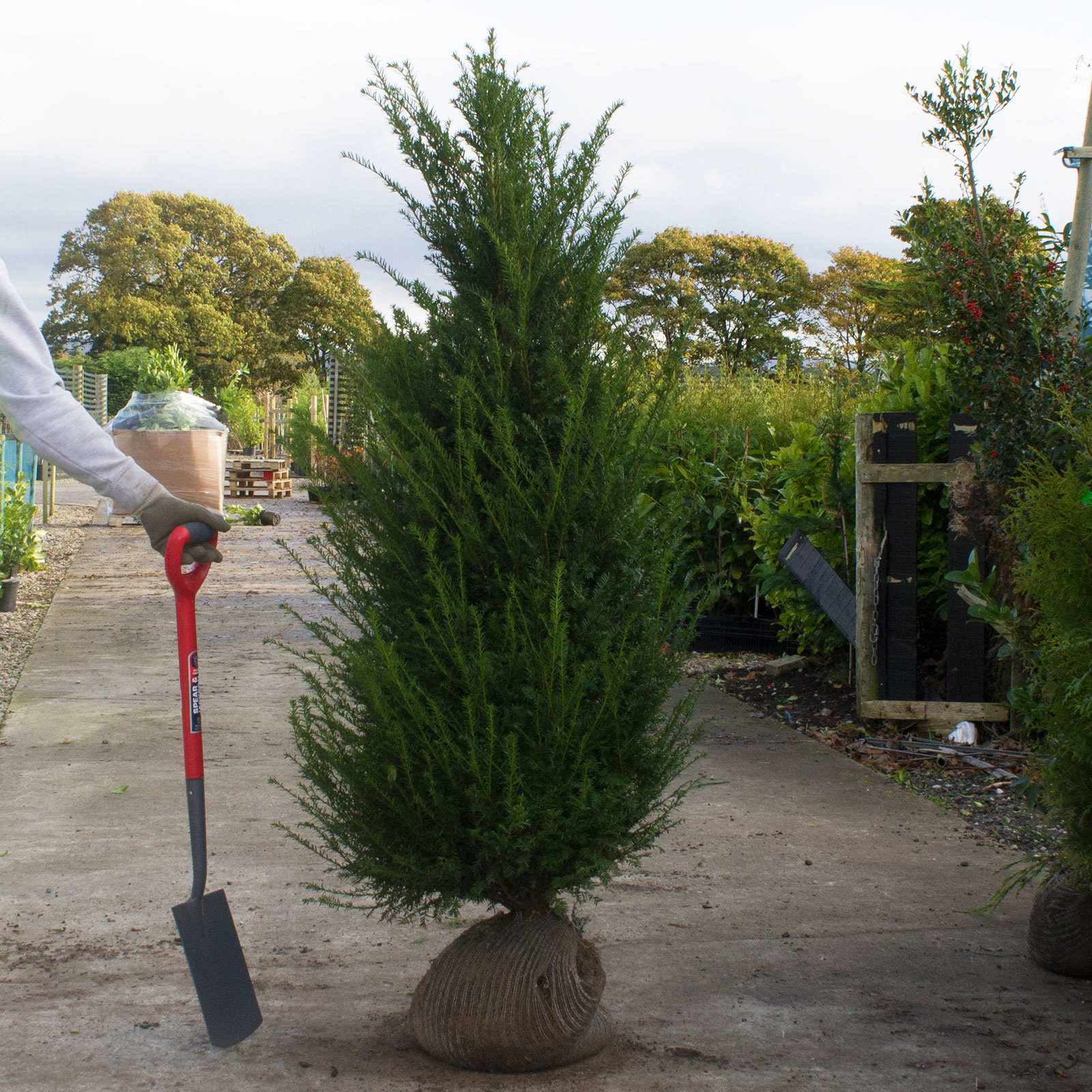 English Yew 150/175cm Root ball - Hedges Direct UK