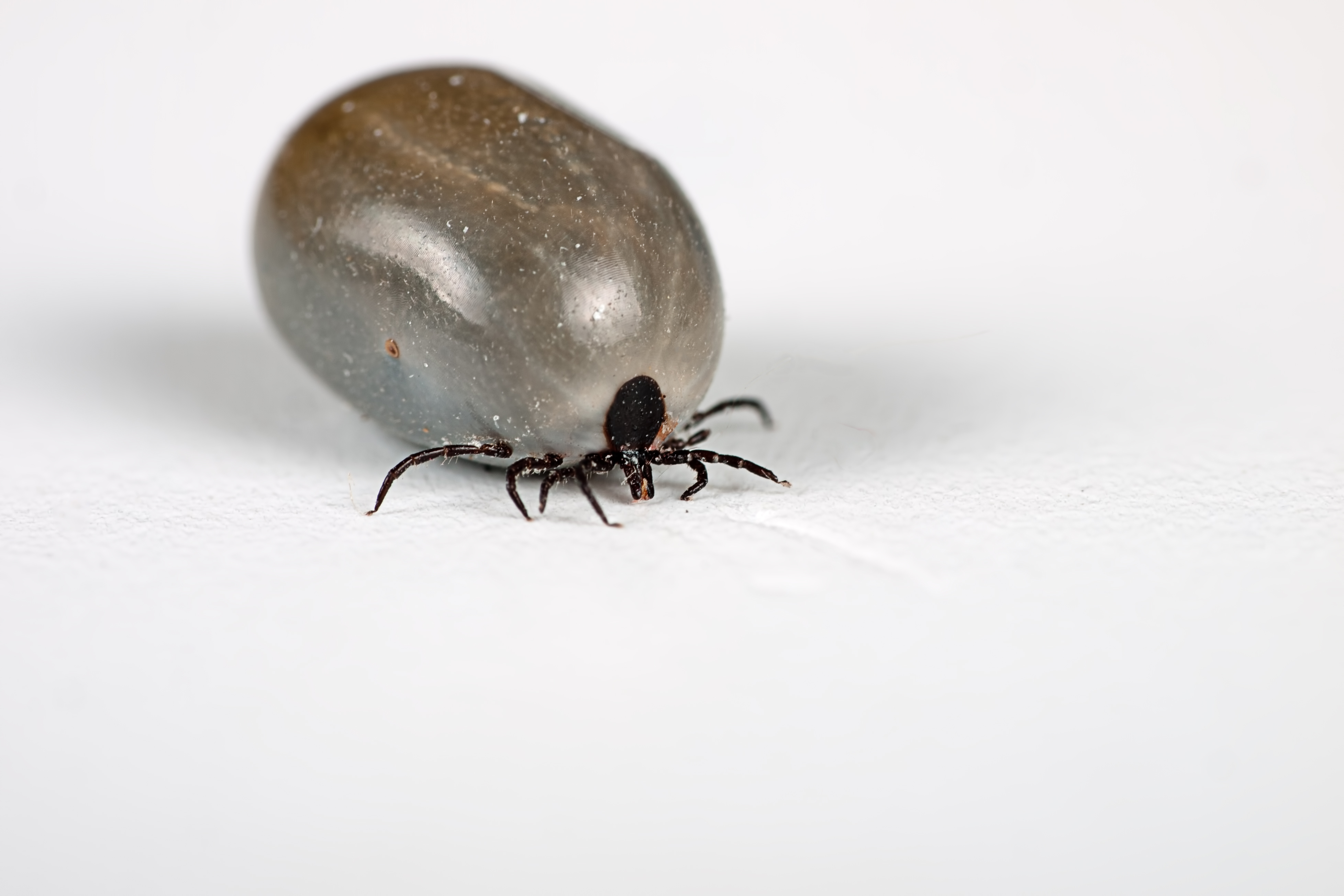 Effectiveness of Tick Tubes in Greenville | Greenville Tick ...