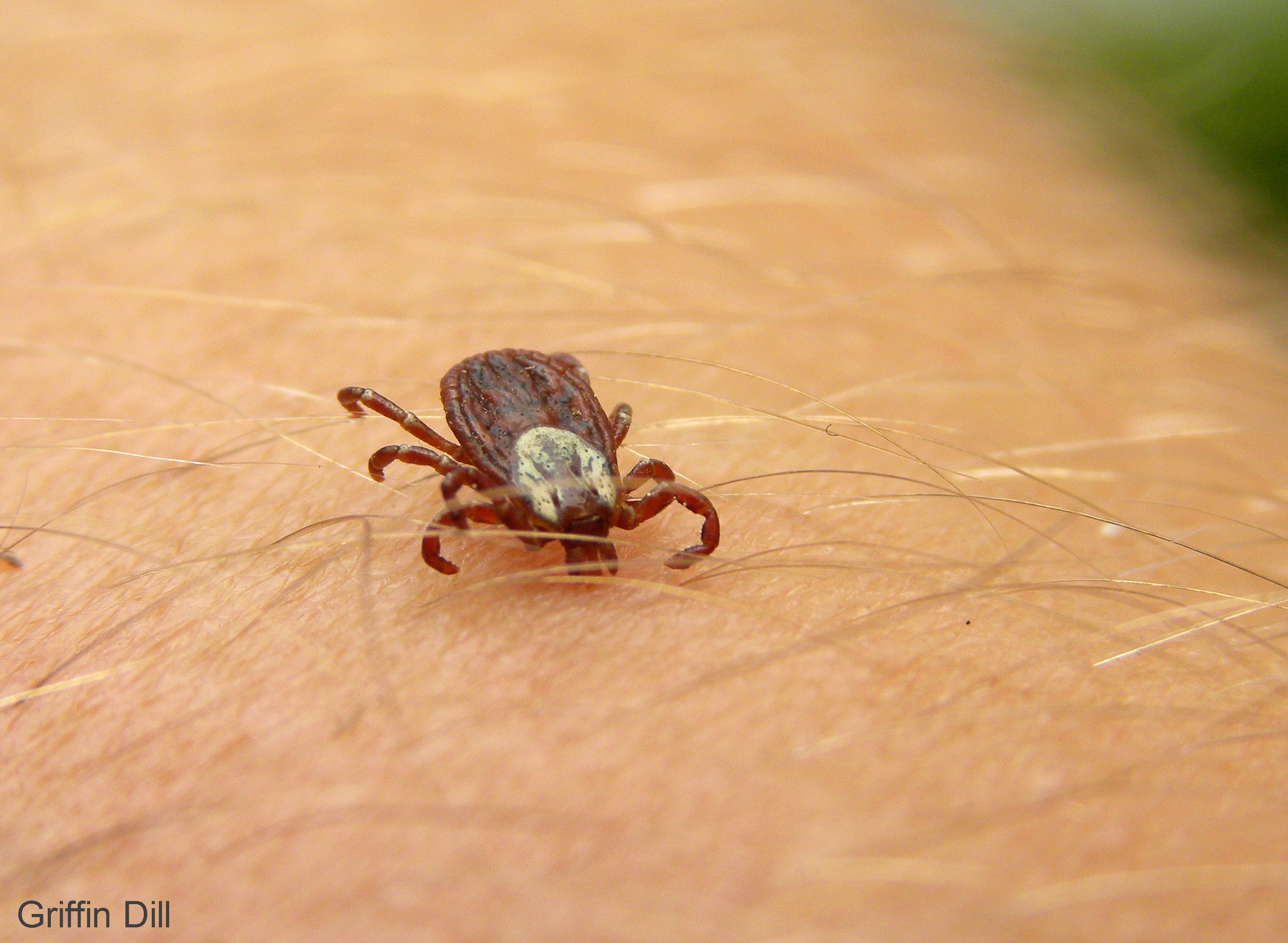 Tick Photos | UMaine Cooperative Extension: Insect Pests, Ticks and ...