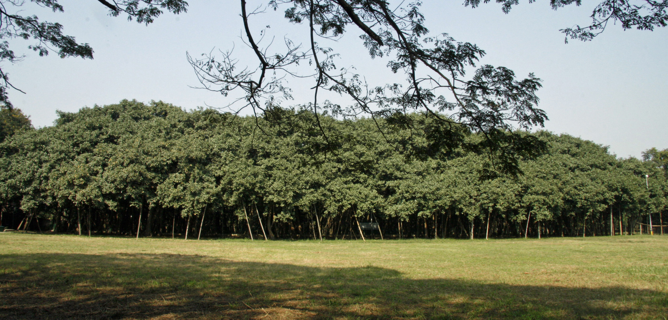 National Tree of India (Banyan) - An Essay