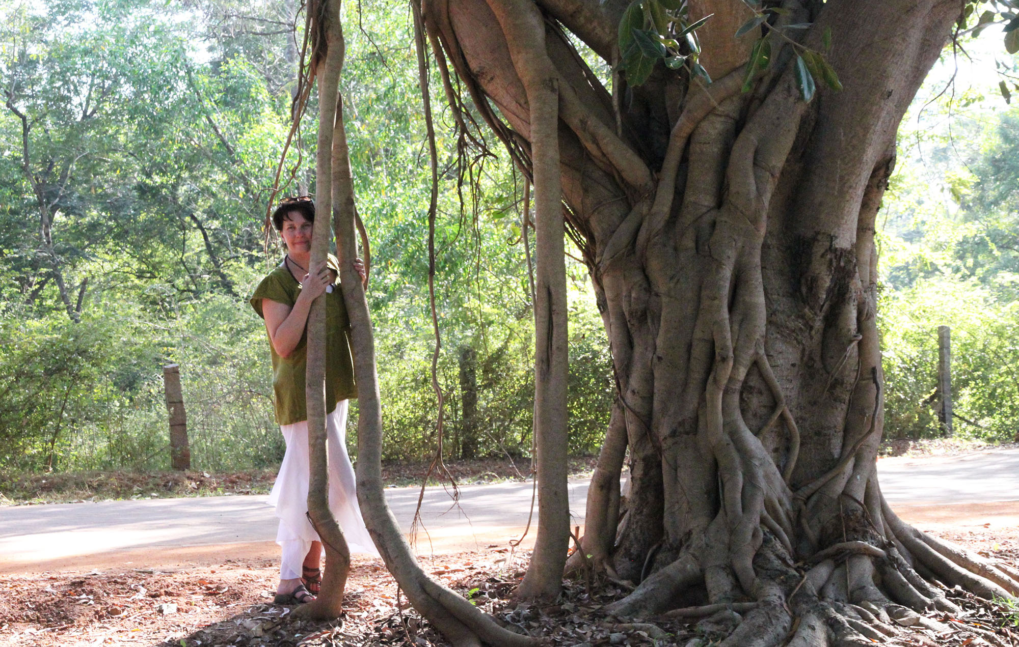 Auroville, India, under the massive banyan tree near the Matrimandir ...