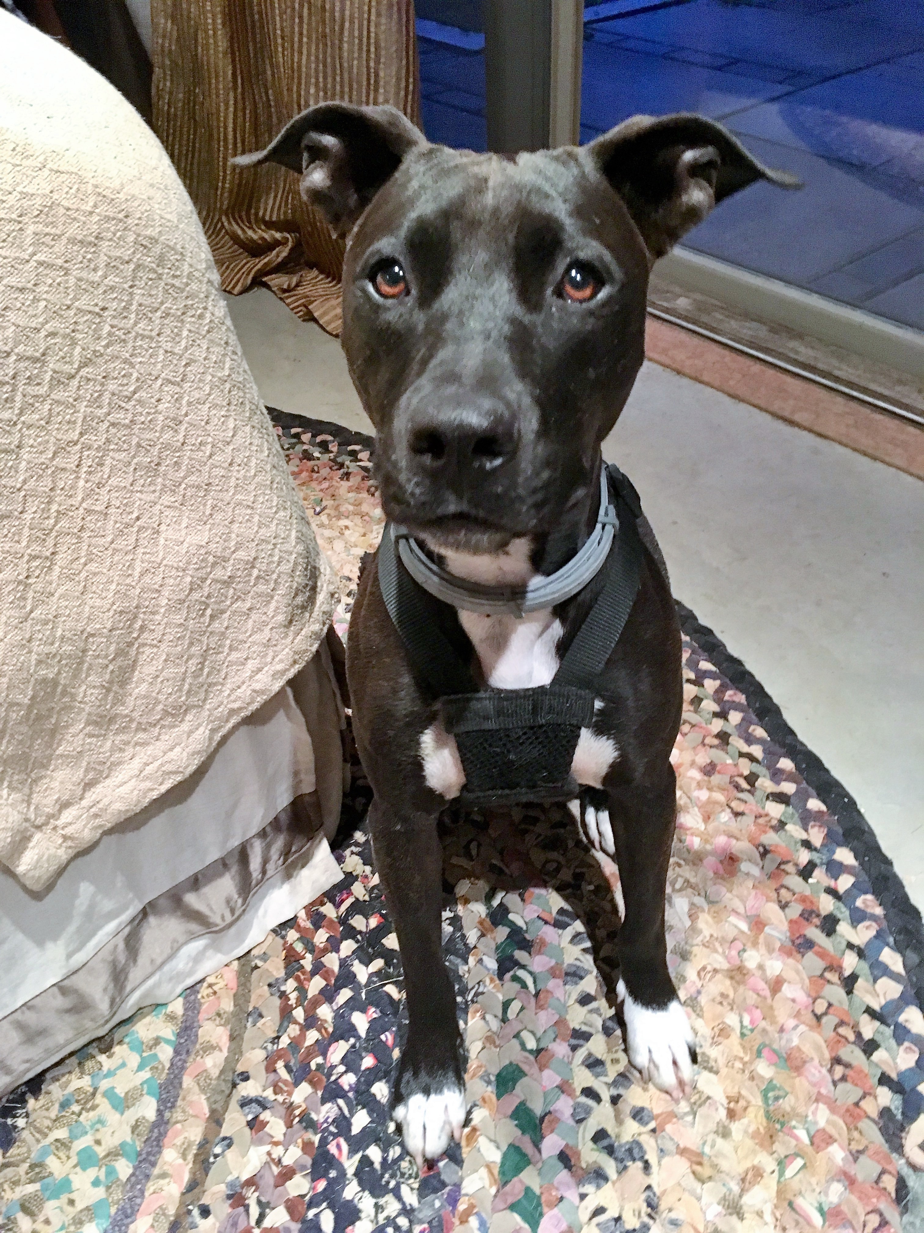 Dog for Adoption – Poppy (enthusiastic cutie!), near Ithaca, NY ...