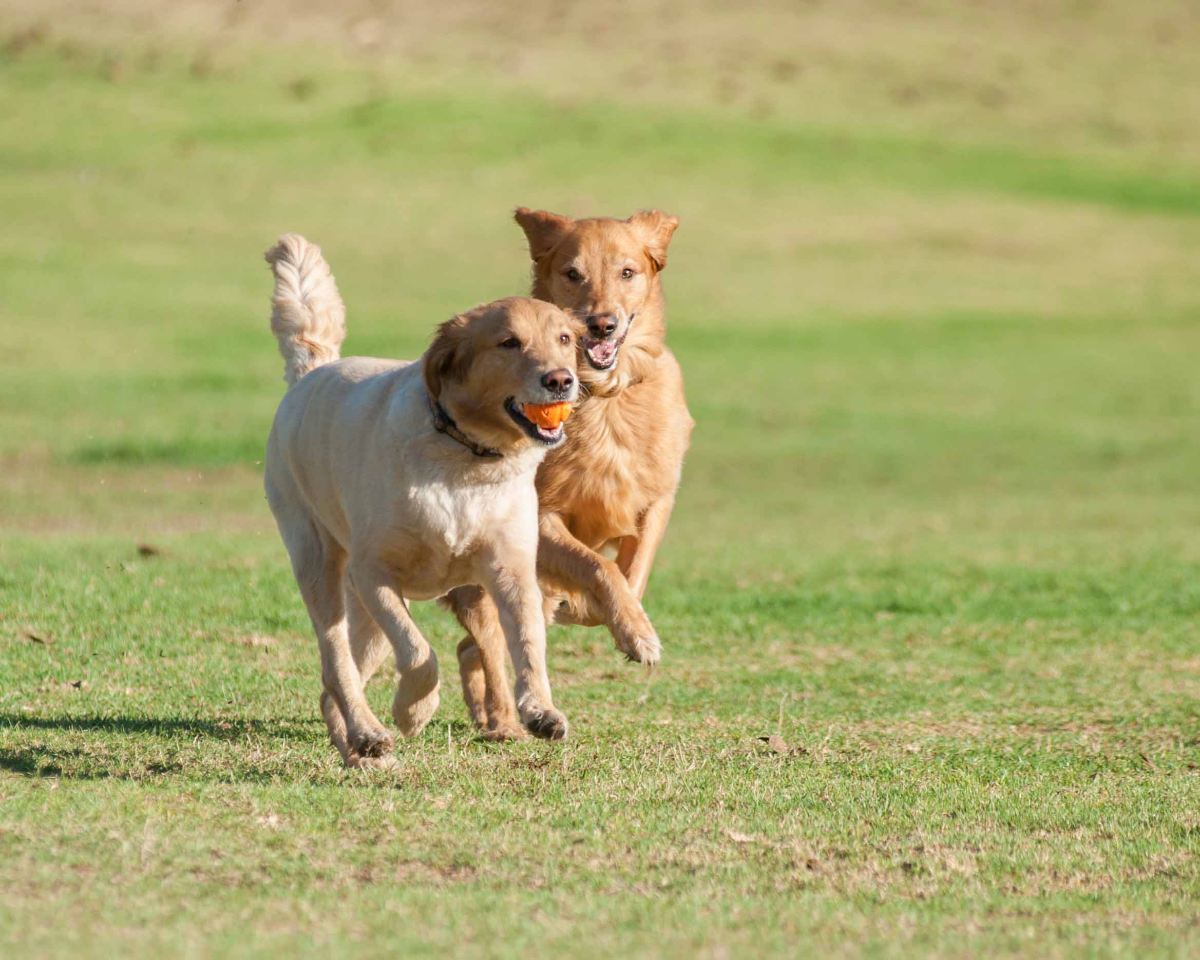 Enthusiastic Golden Retriever puppy chasing a friend. - TAILored Pet ...