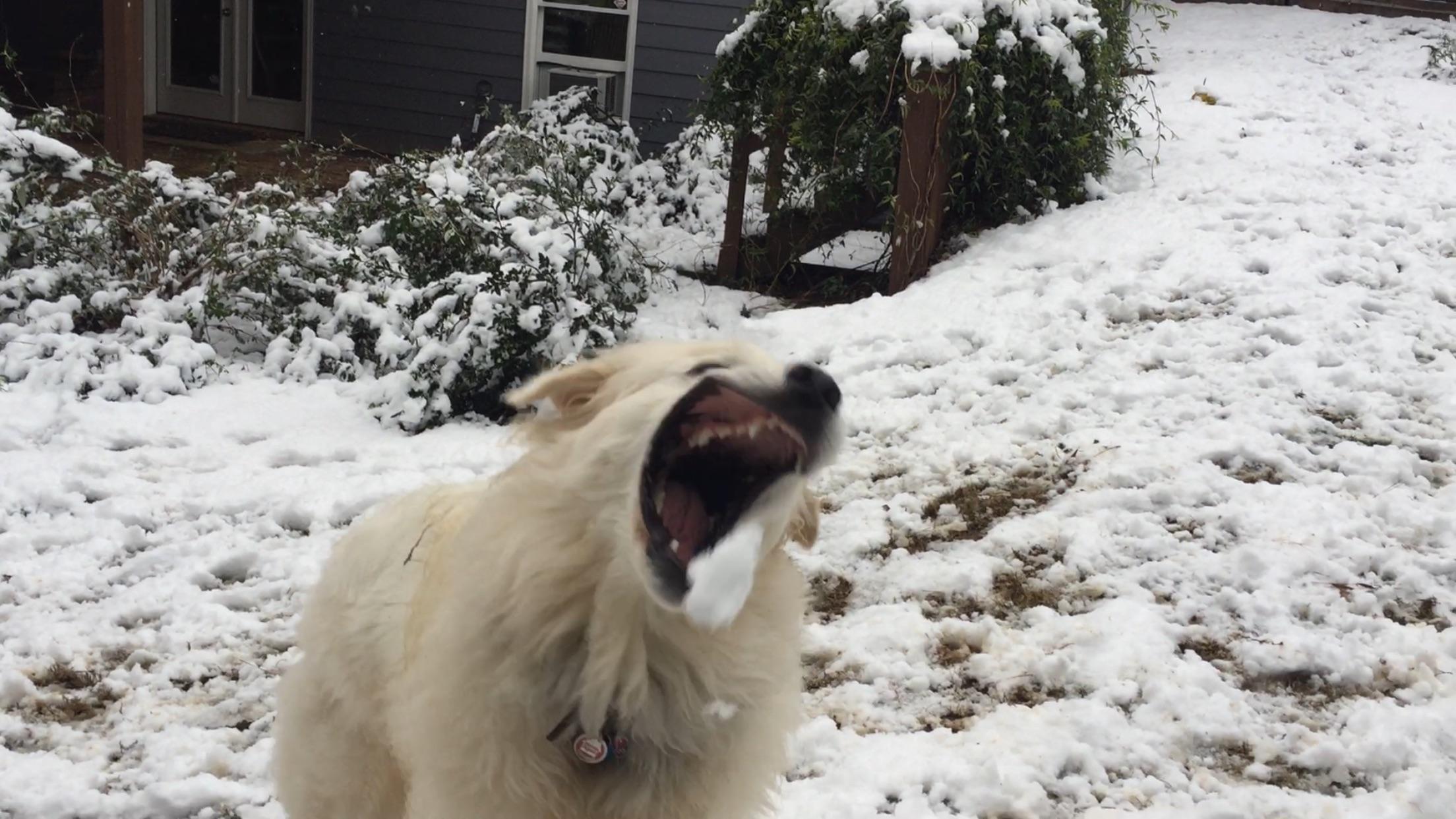 My dog was very enthusiastic about the snow today : aww