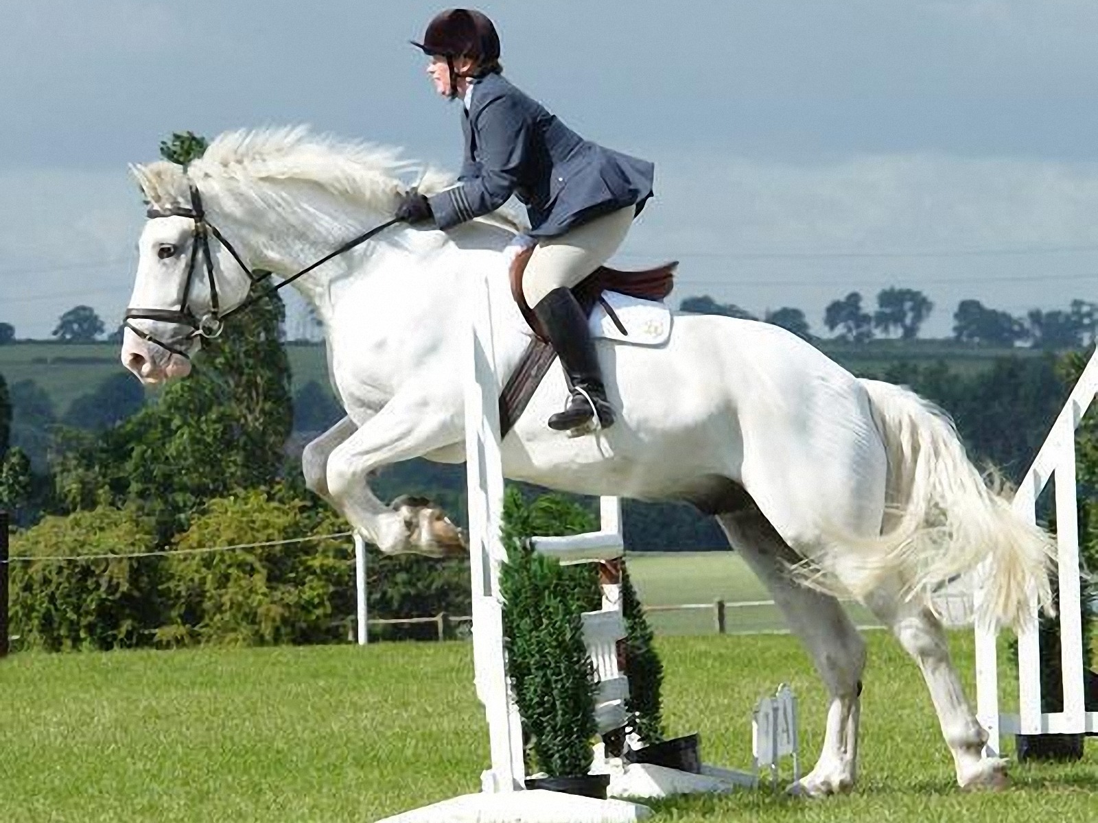 The Downside Risk of Equestrian That No One Is Talking About - Aevita