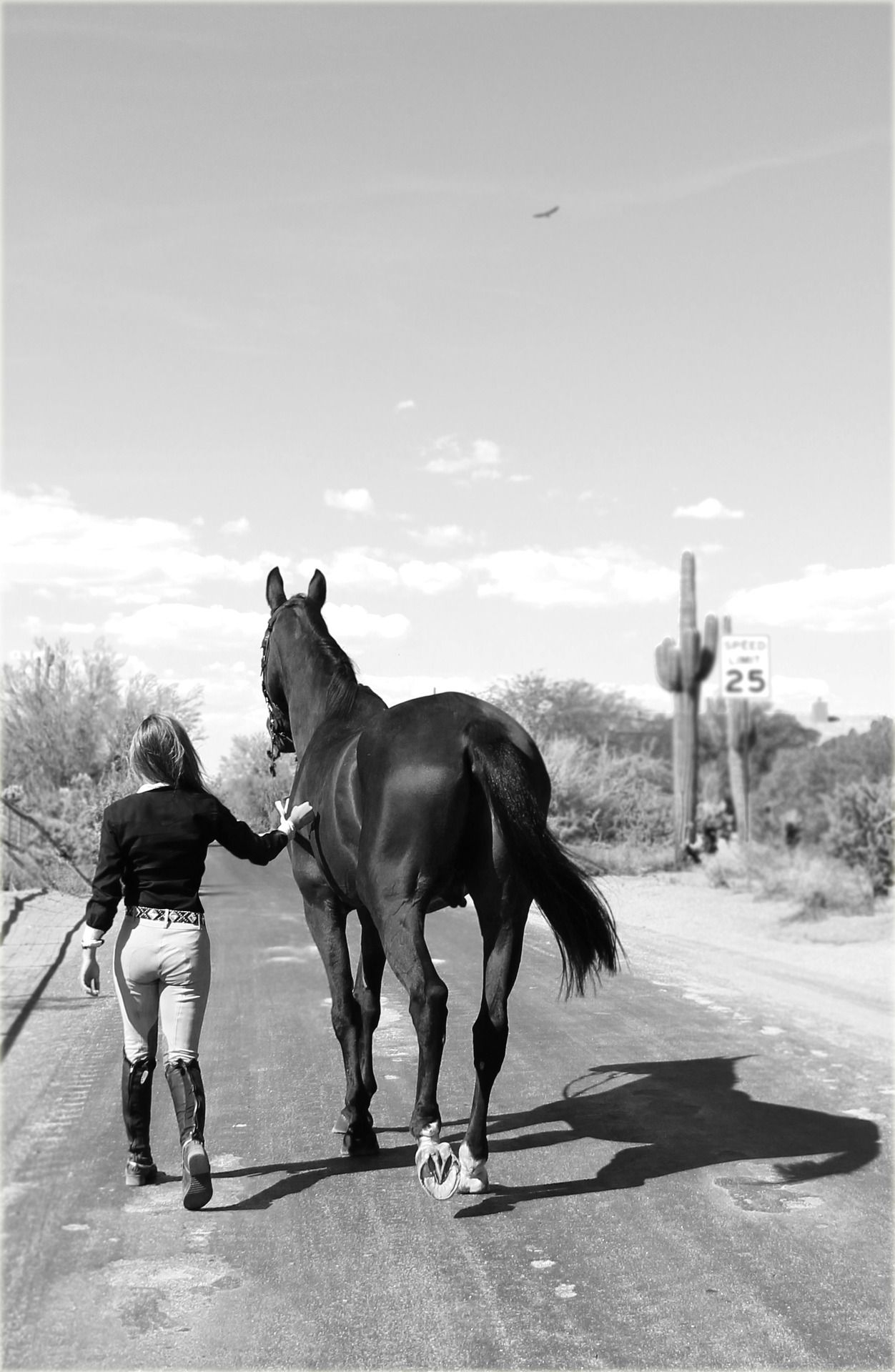 Equestrian friend photo