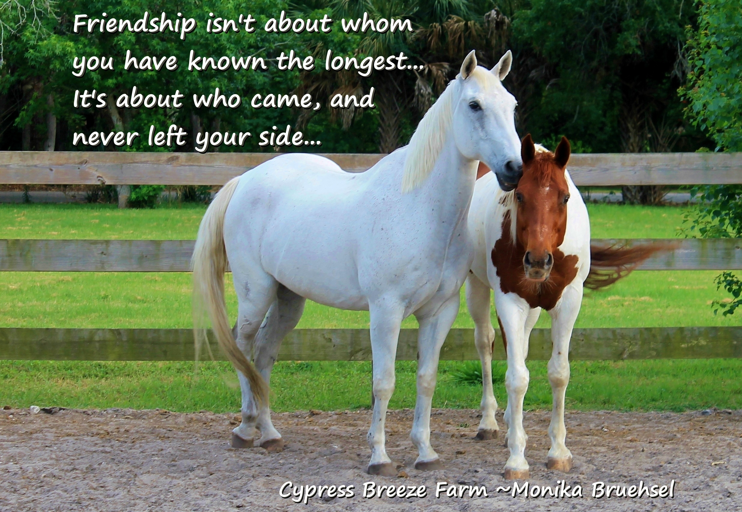 The Beauty of friendship quote- Lessons from the horse - Cypress ...