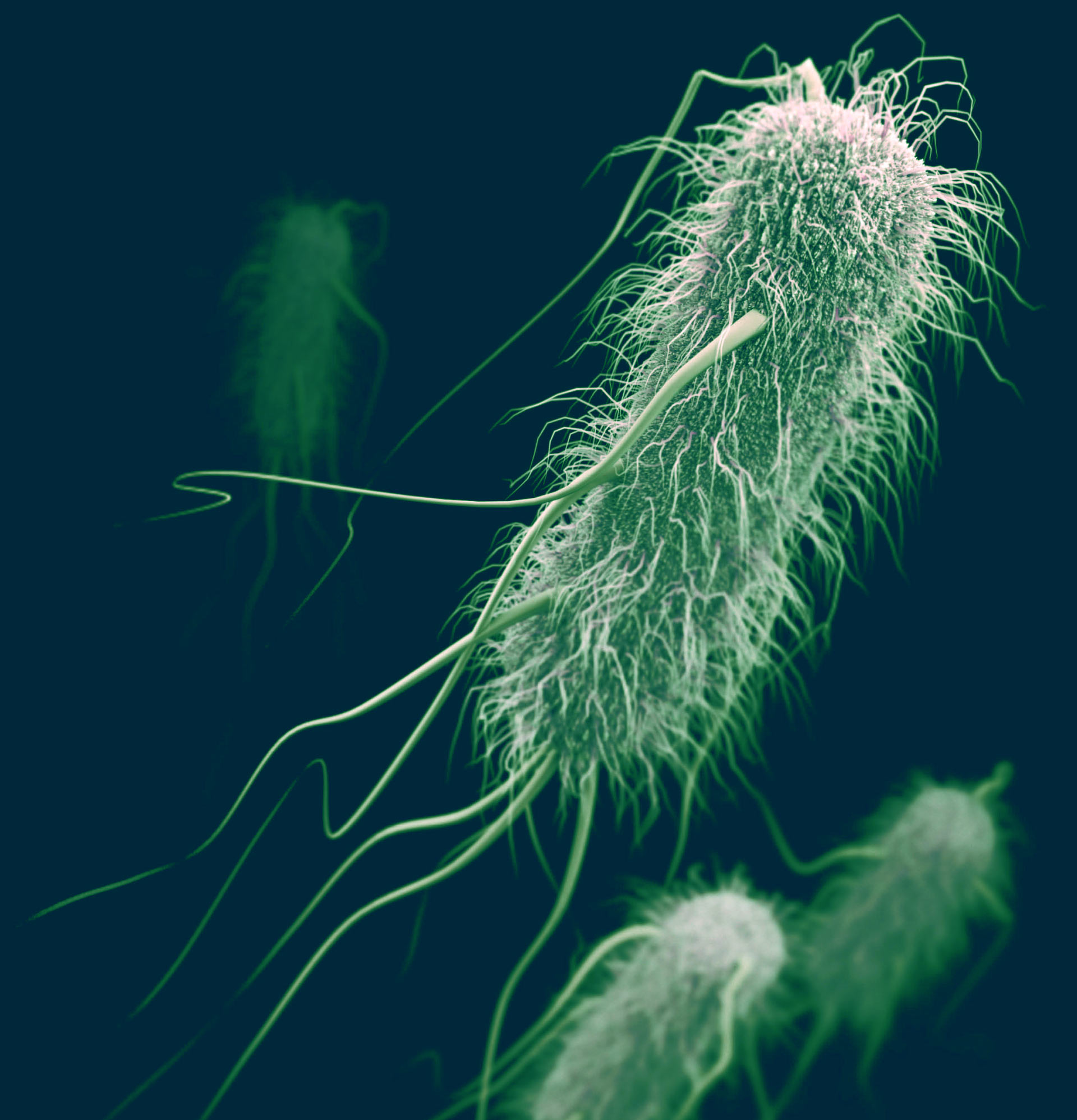 Escherichia coli photo