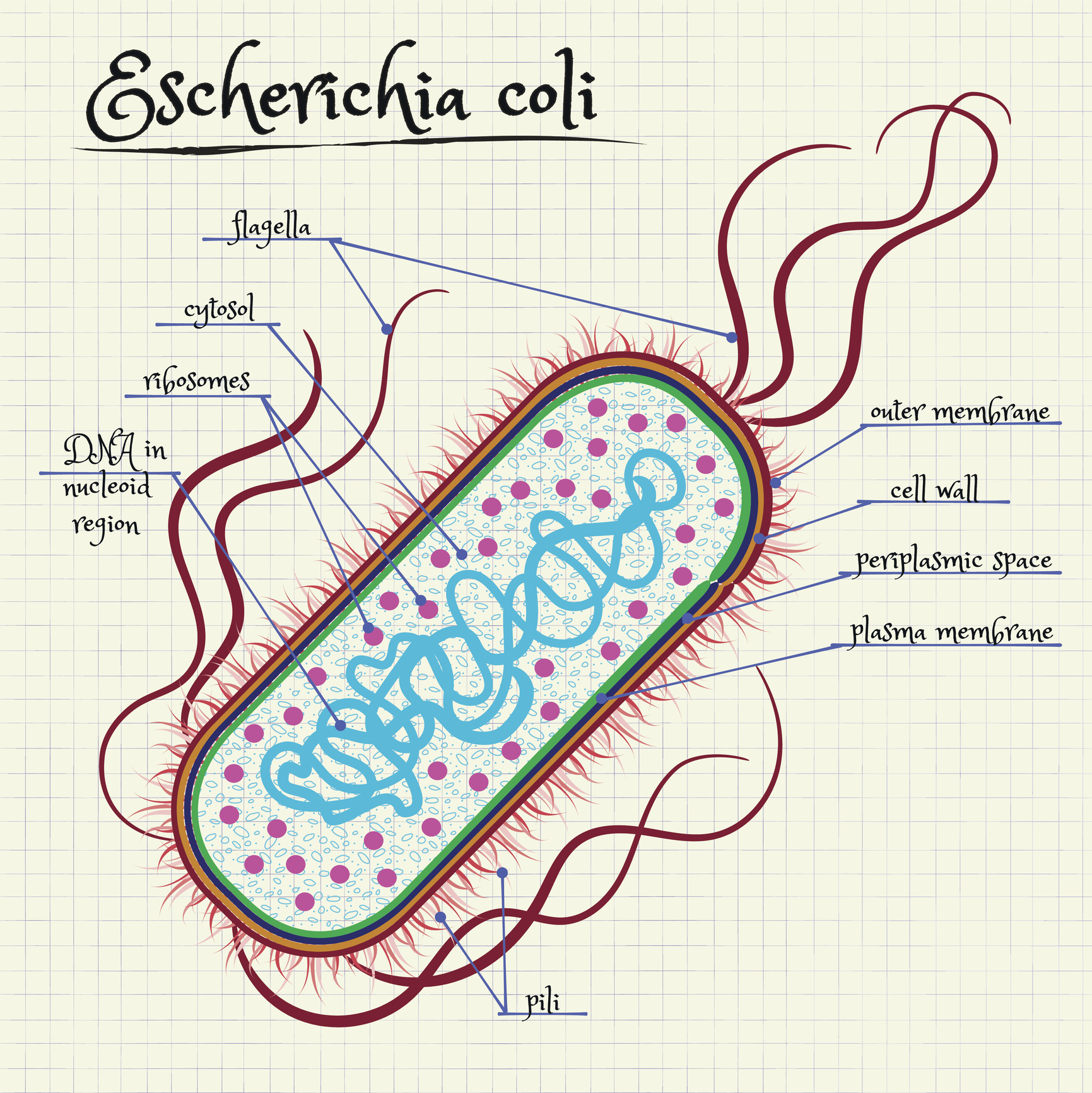 the structure of Escherichia coli - GE Reports