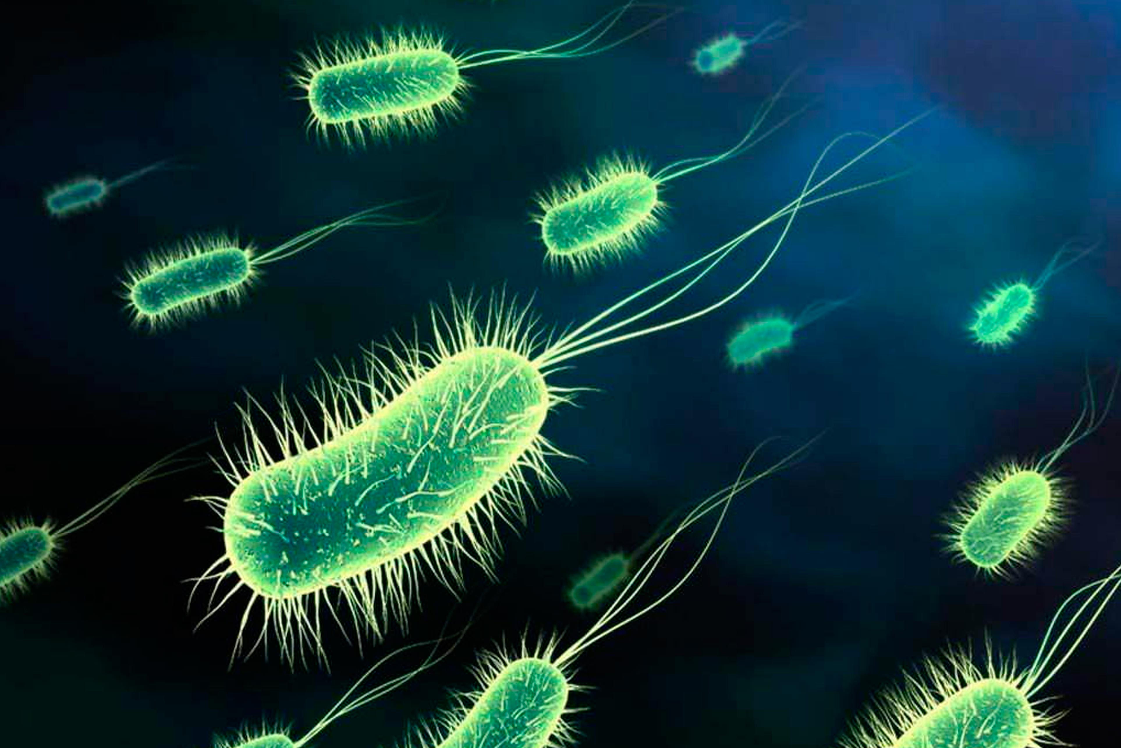 Escherichia coli in the Americas