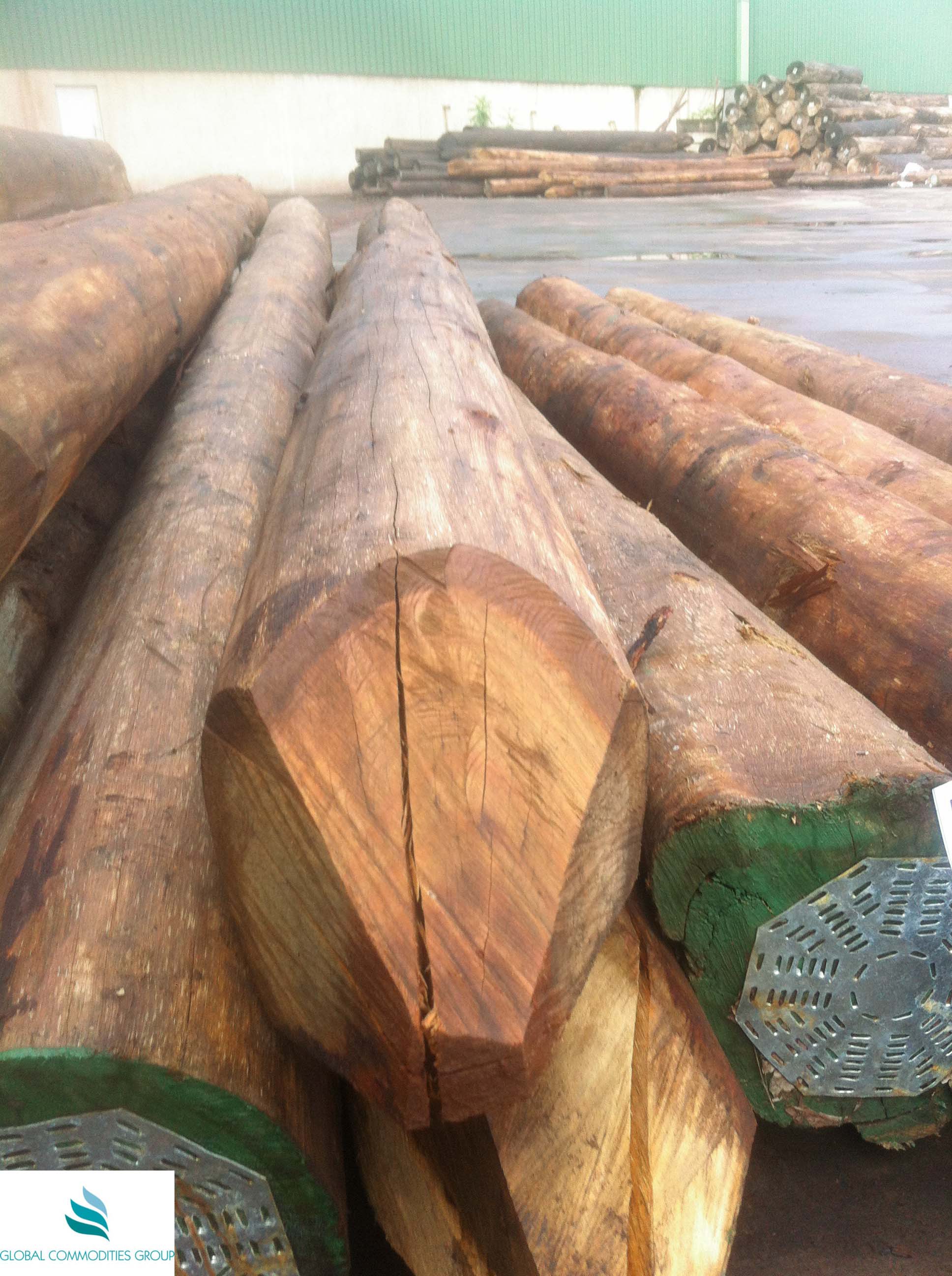 Eucalyptus logs photo