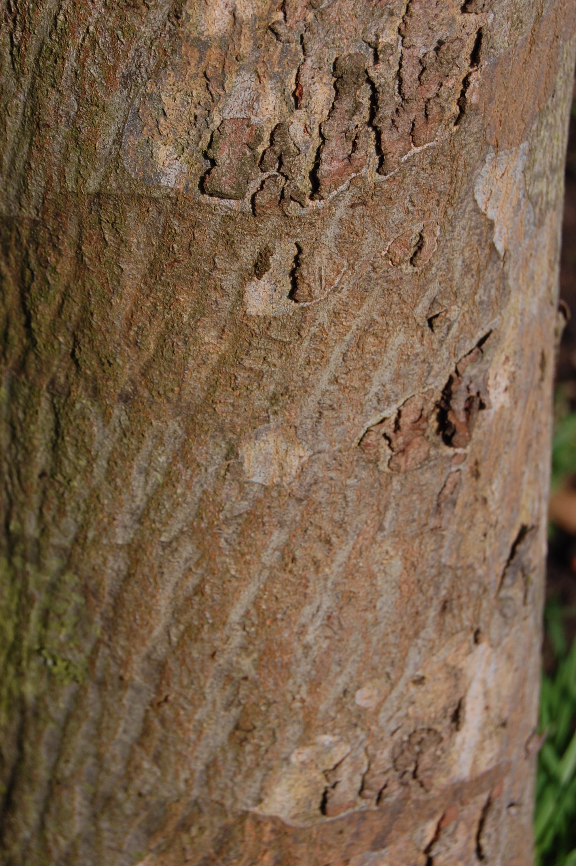 Eucalyptus urnigera | landscape architect's pages