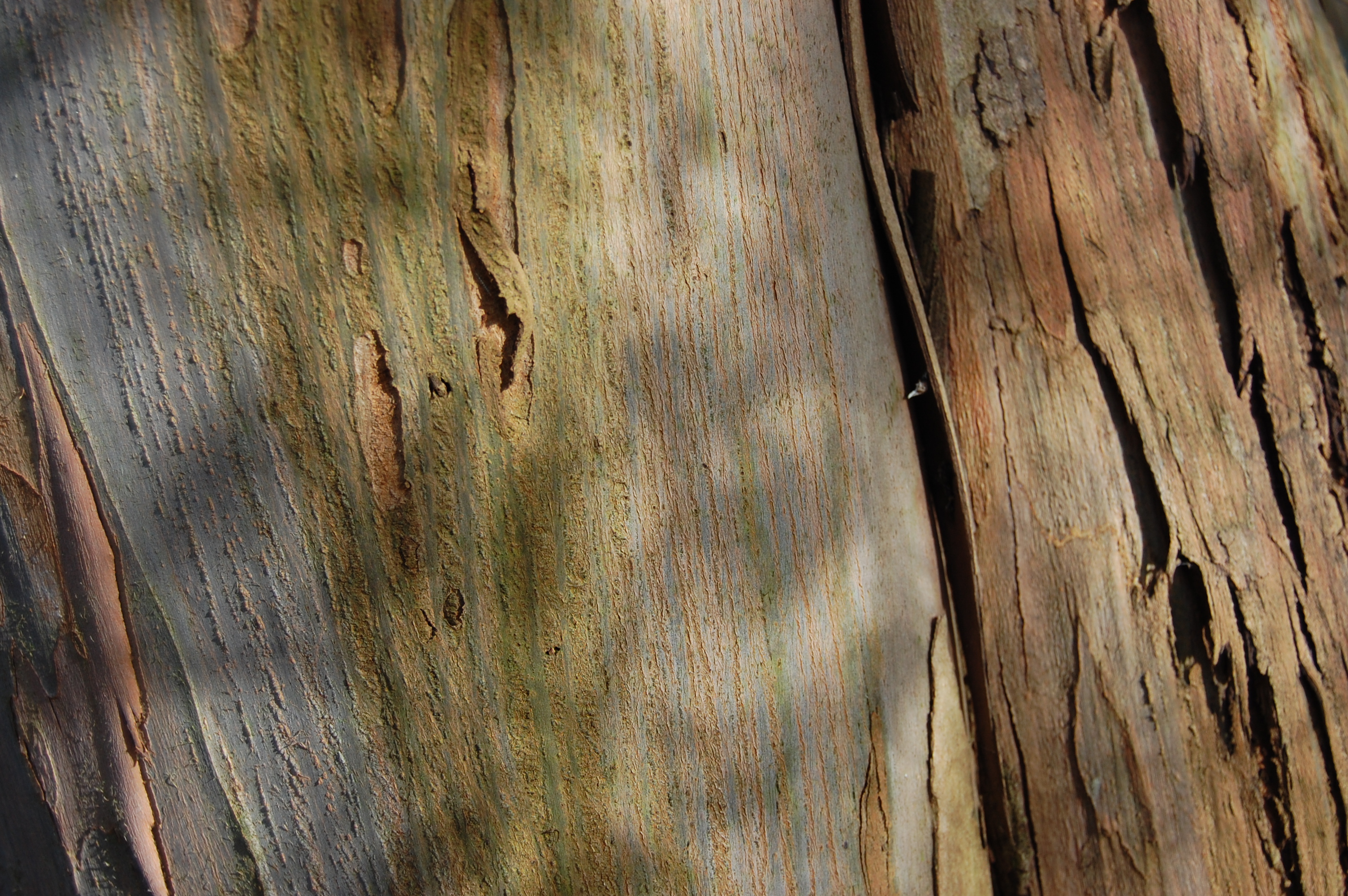 Eucalyptus gunnii | landscape architect's pages