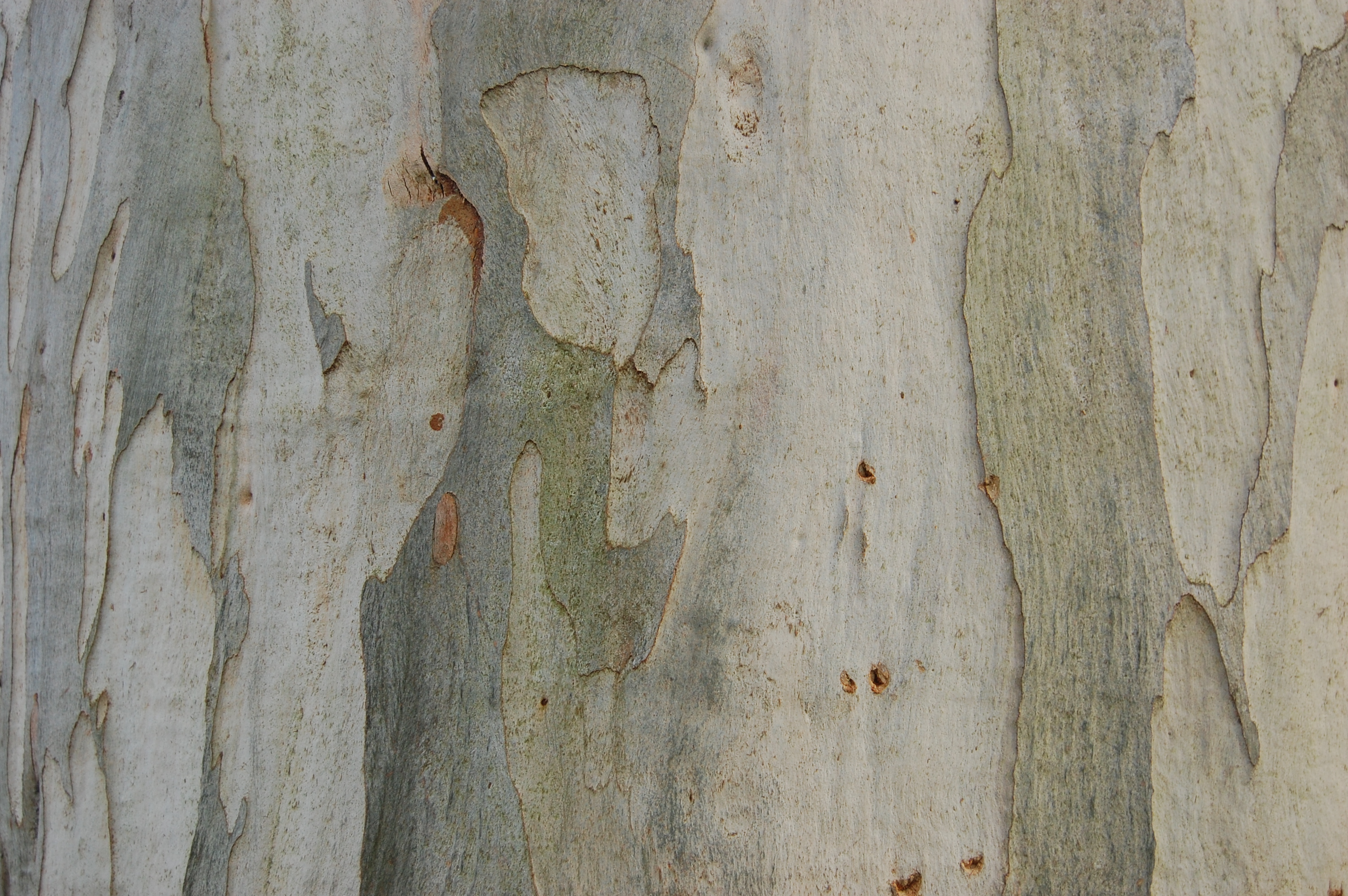 Eucalyptus viminalis | landscape architect's pages
