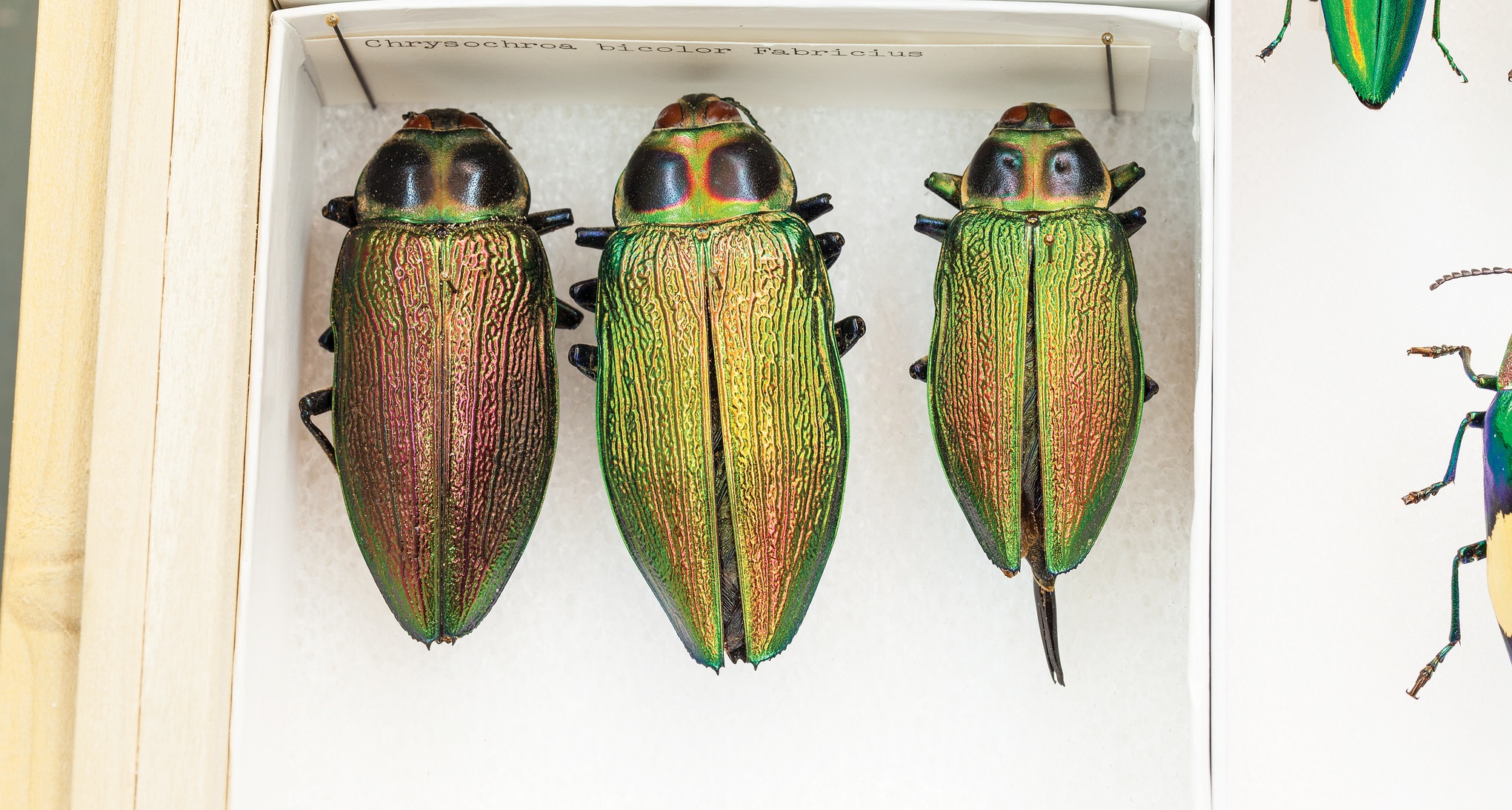 Euchroma gigantea beetle photo