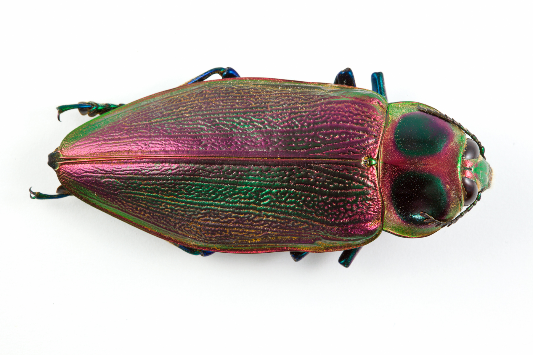 Euchroma Gigantea Beetle, Animal, Invertebrate, Isolated, Isolation, HQ Photo