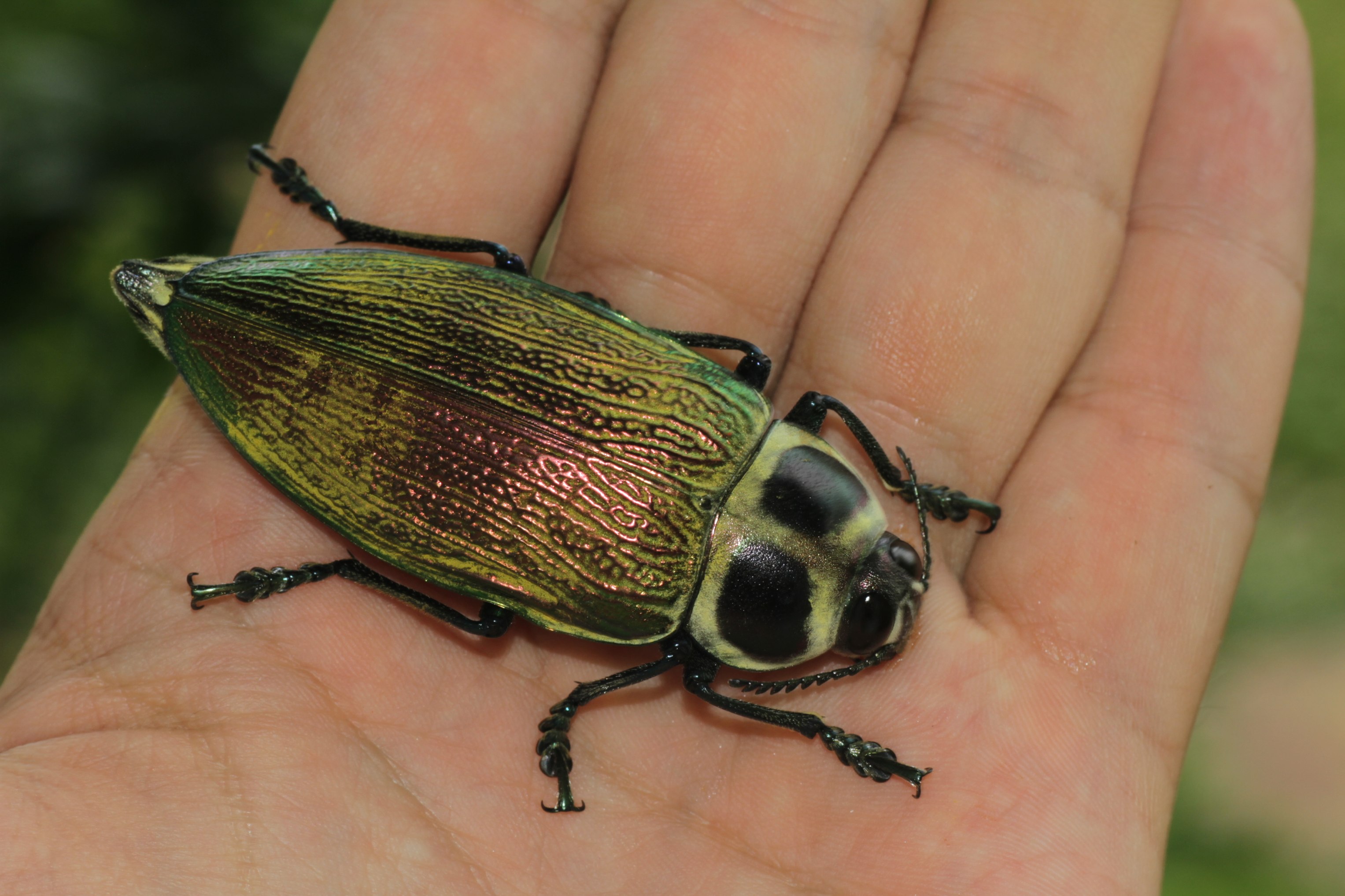 File:Euchroma gigantea (Buprestidae) (24197409561).jpg - Wikimedia ...