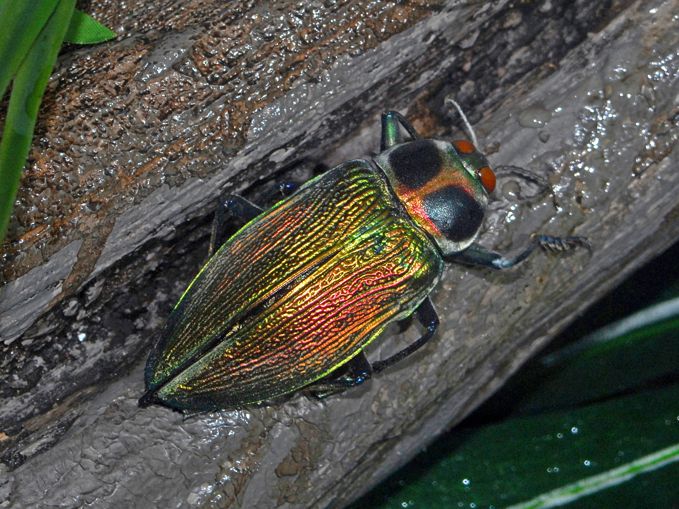 File:Buprestidae - Euchroma gigantea.JPG - Wikimedia Commons