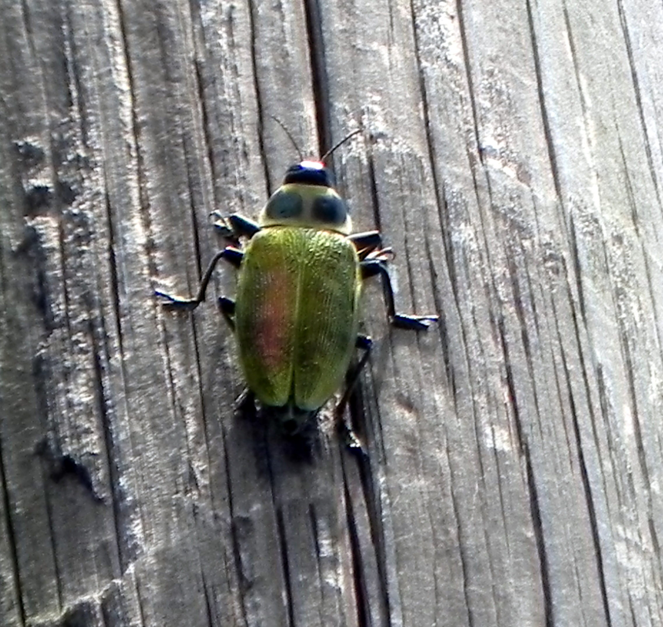 438a Euchroma gigantea (giant metallic ceiba borer), a beetle in the ...