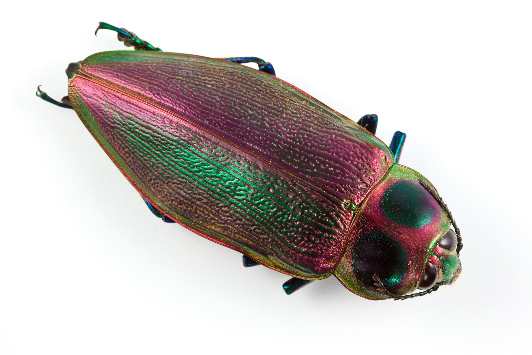 Euchroma Gigantea Beetle, Animal, Invertebrate, Isolated, Isolation, HQ Photo