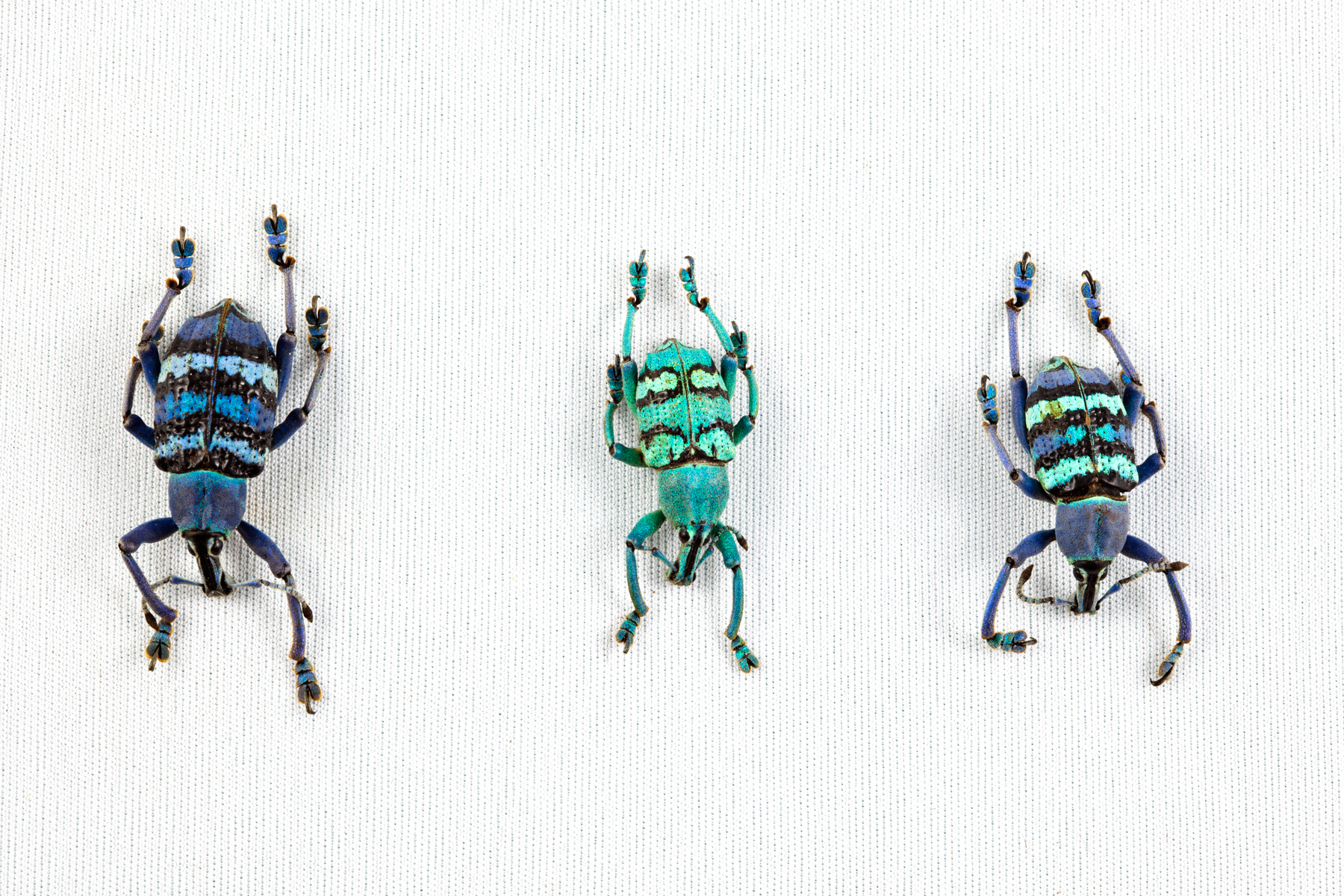 Eupholus beetle trio photo