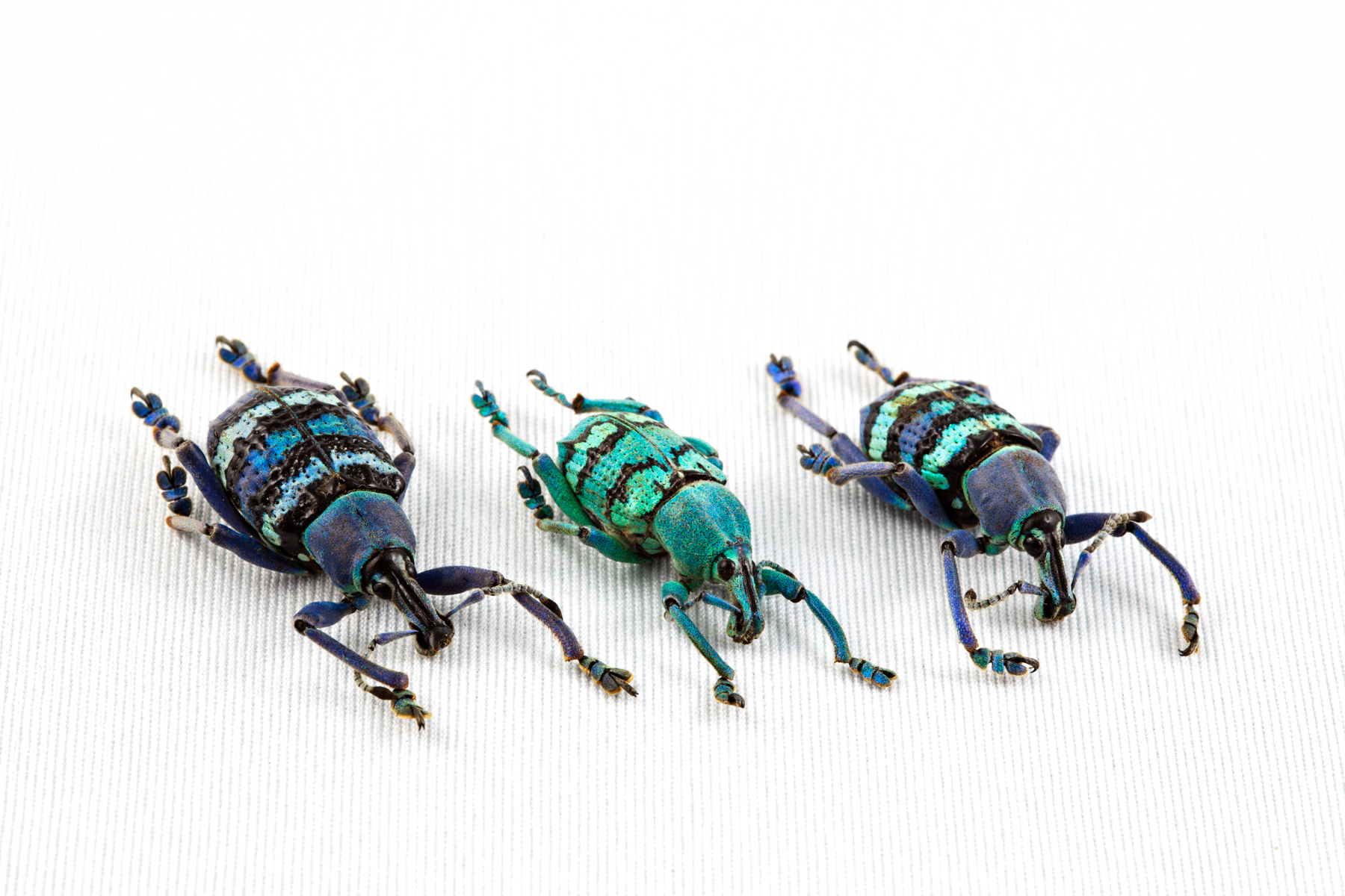 Eupholus beetle trio photo