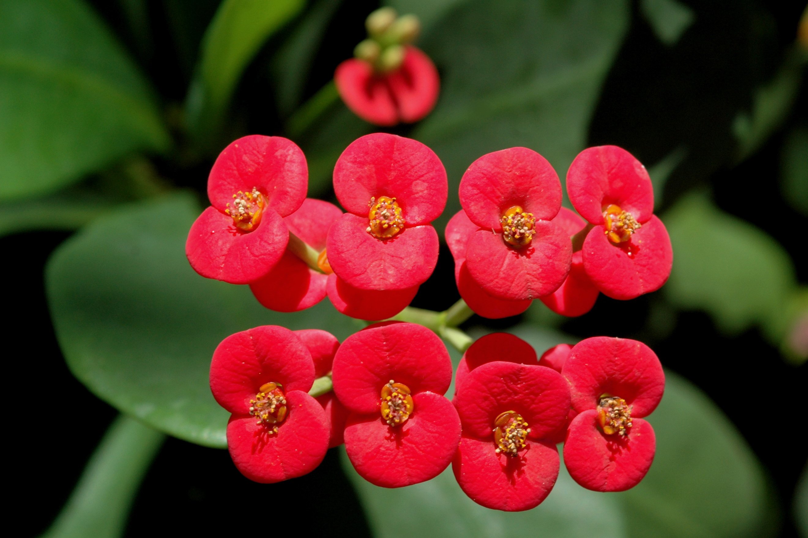 Euphorbia flowers photo