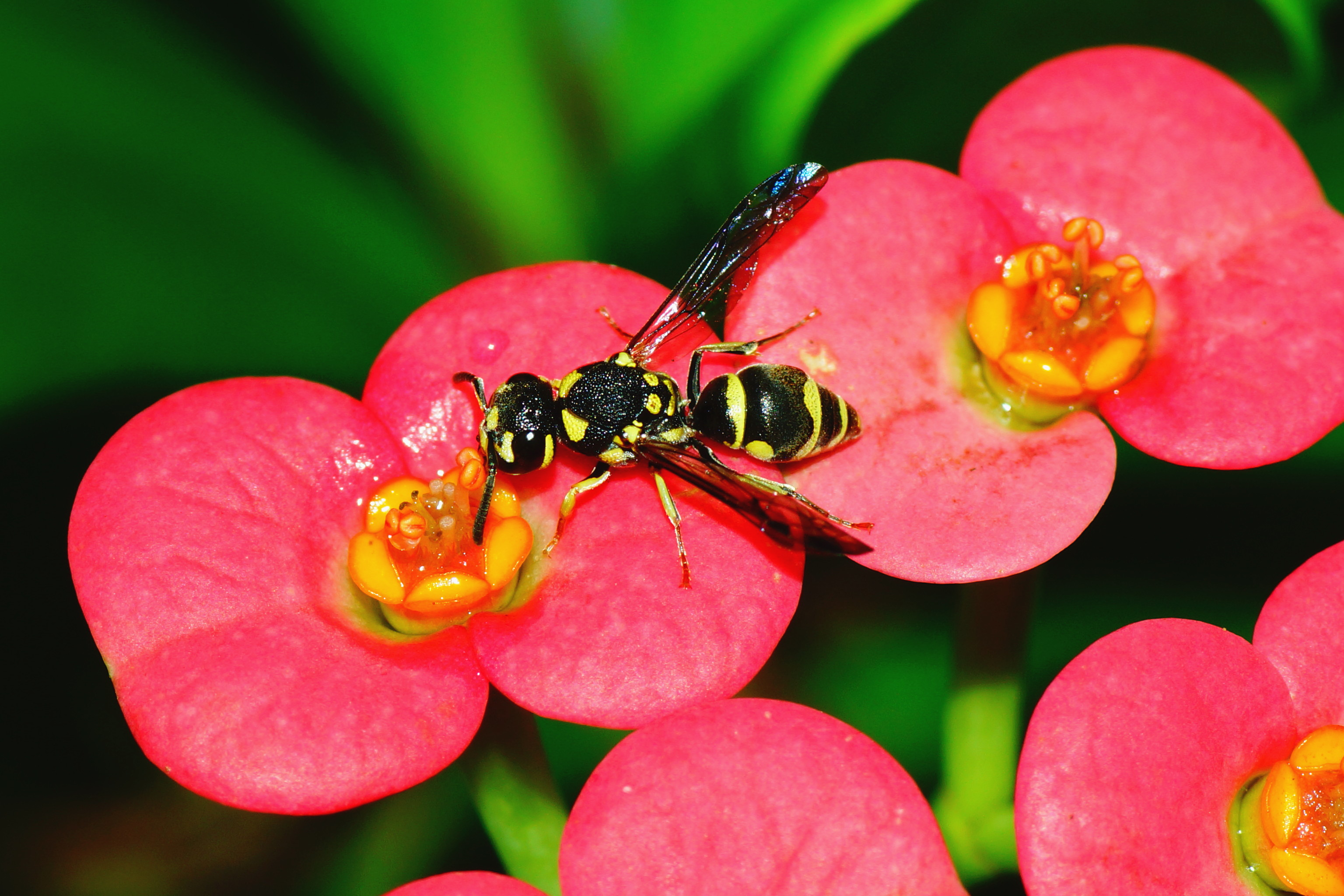 File:Wasp on Euphorbia milii flower 09752.jpg - Wikimedia Commons