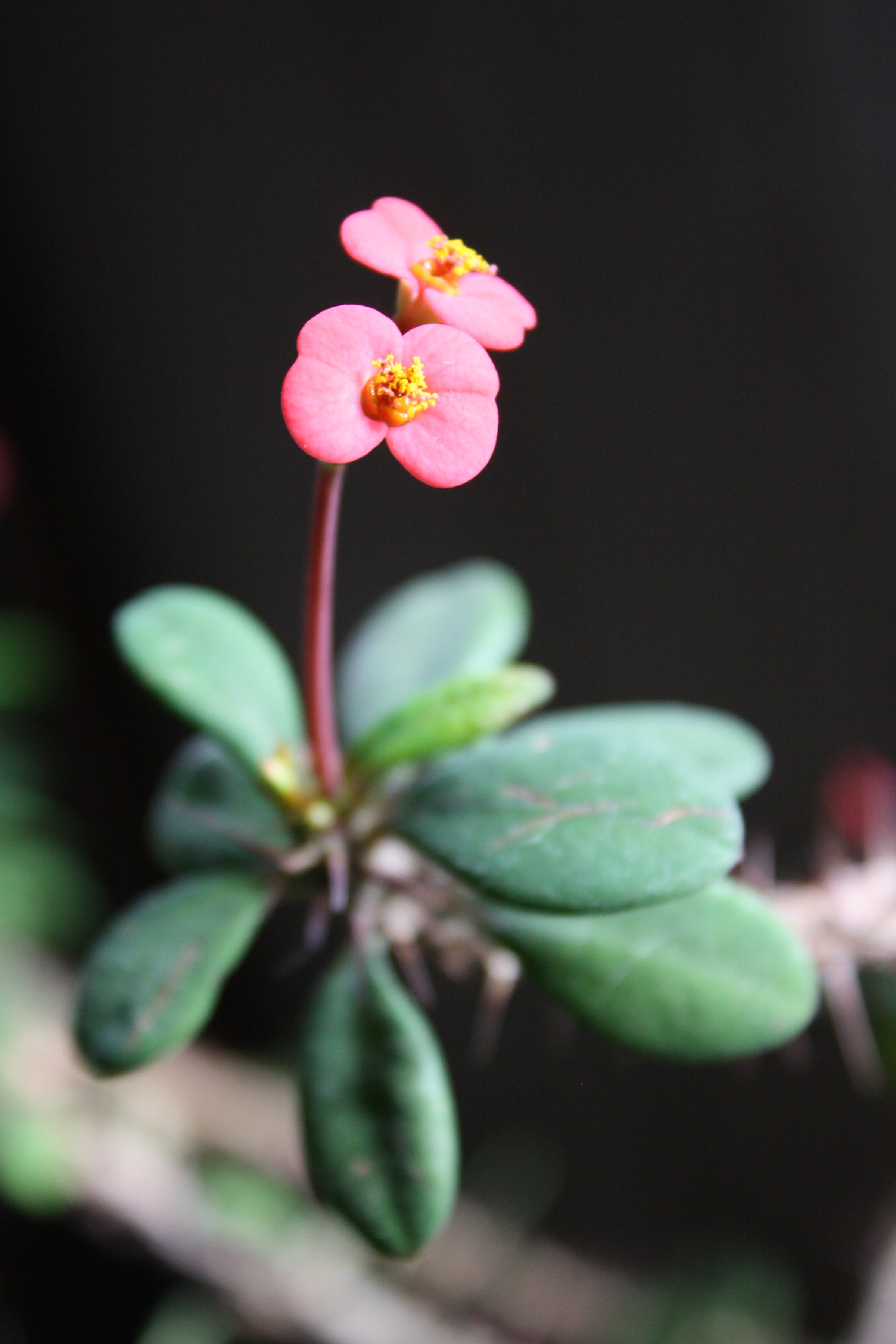 Pink Flowers on Crown of Thorns Euphorbia Milii Plant Picture | Free ...