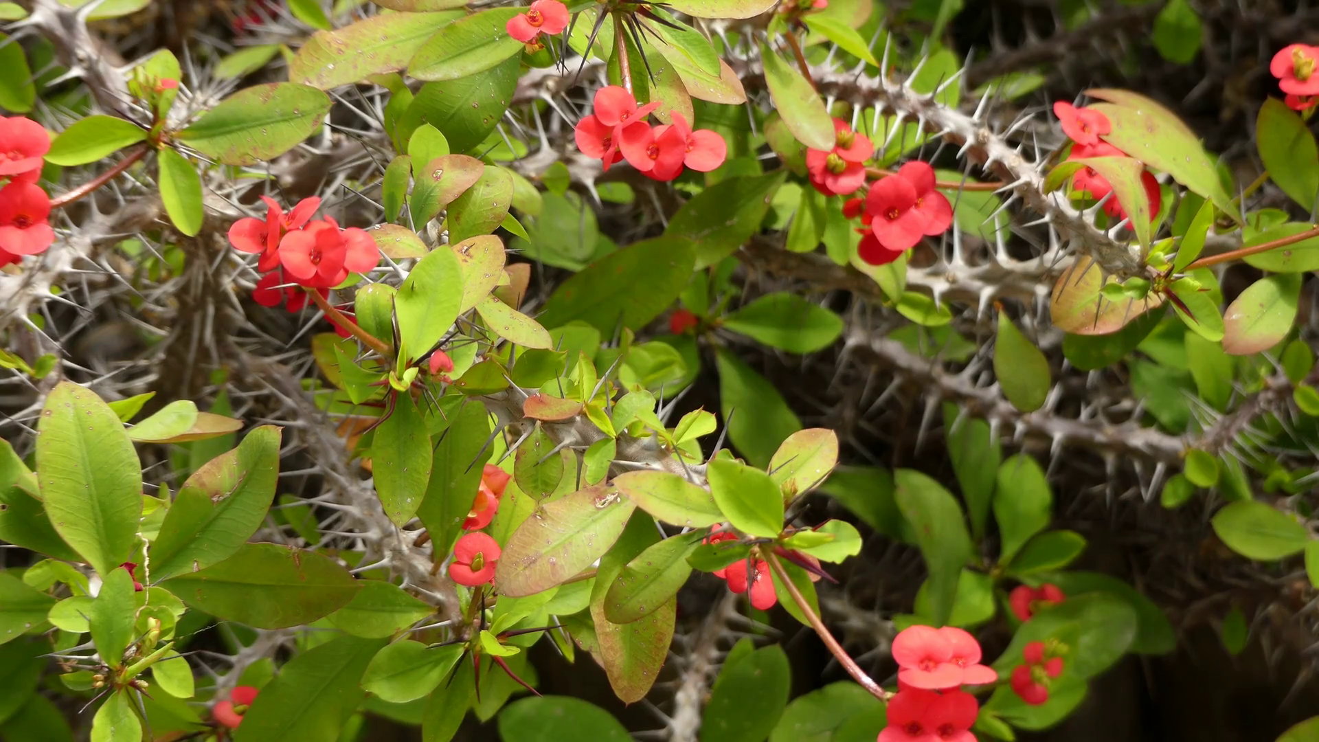 Euphorbia milii (crown of thorns, Christ plant, Christ thorn) is a ...
