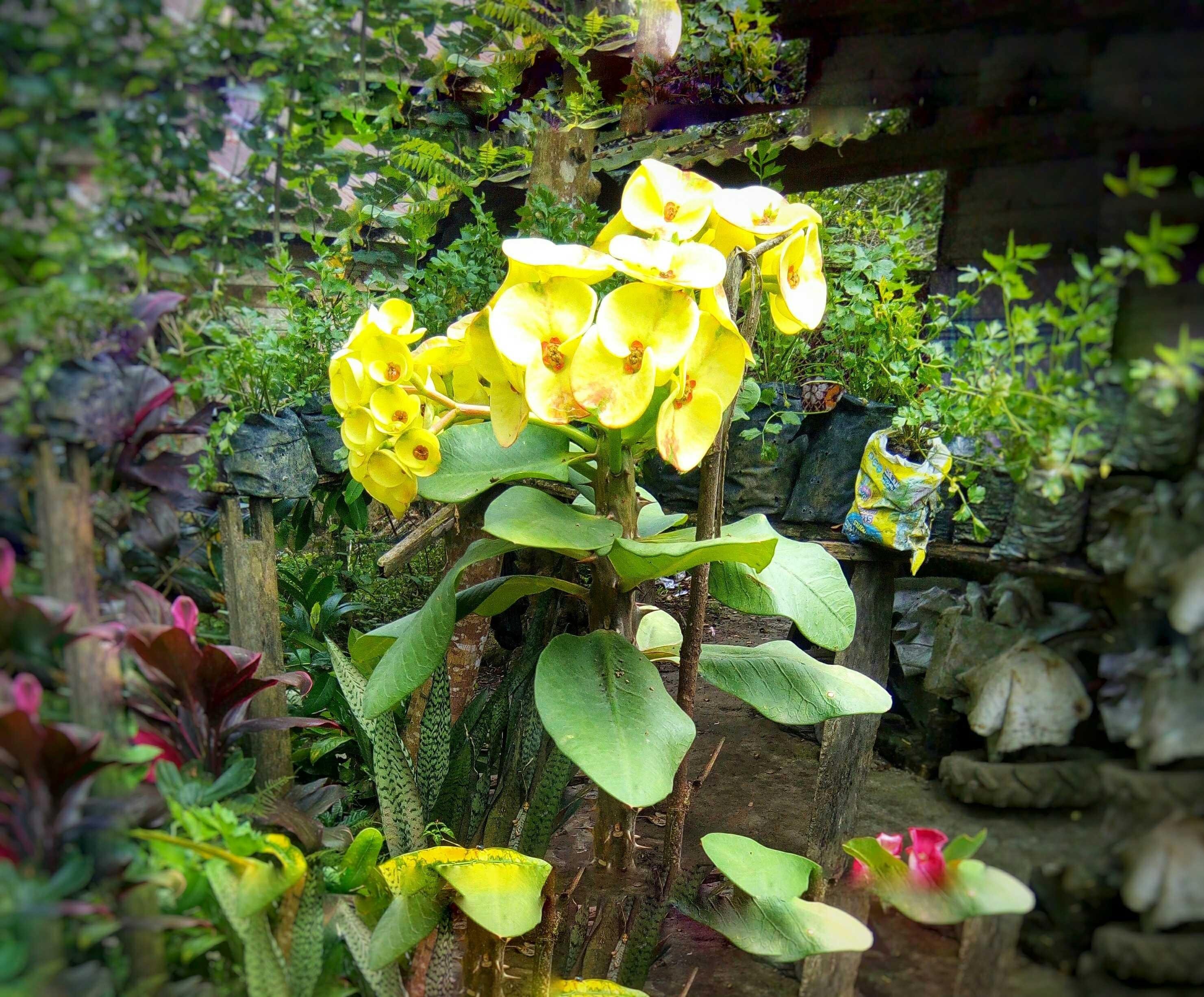 Benefits and Efficacy of Euphorbia Flower — Steemit