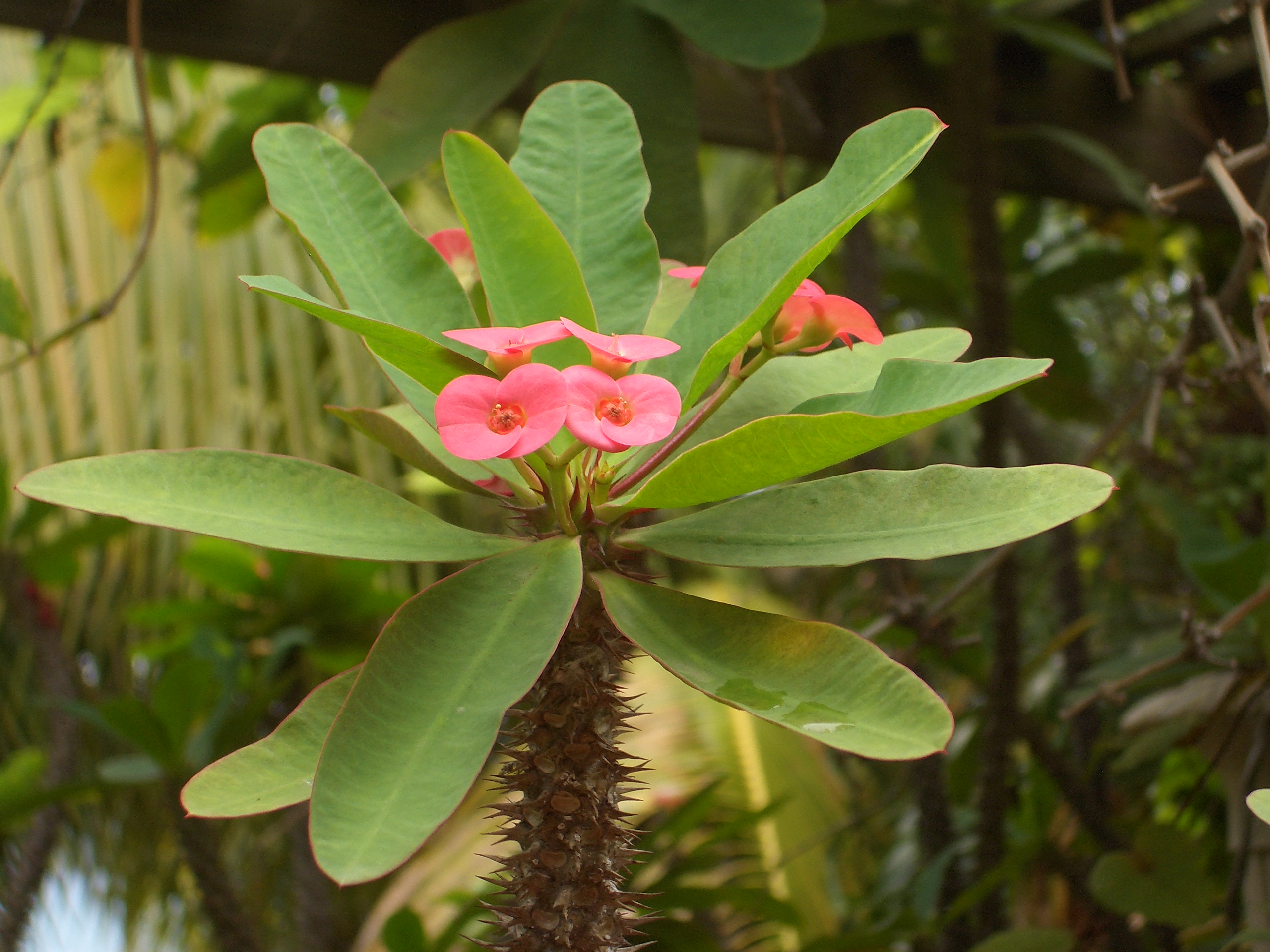 Euphorbia milii – Plantslive – Buy Plants Online India