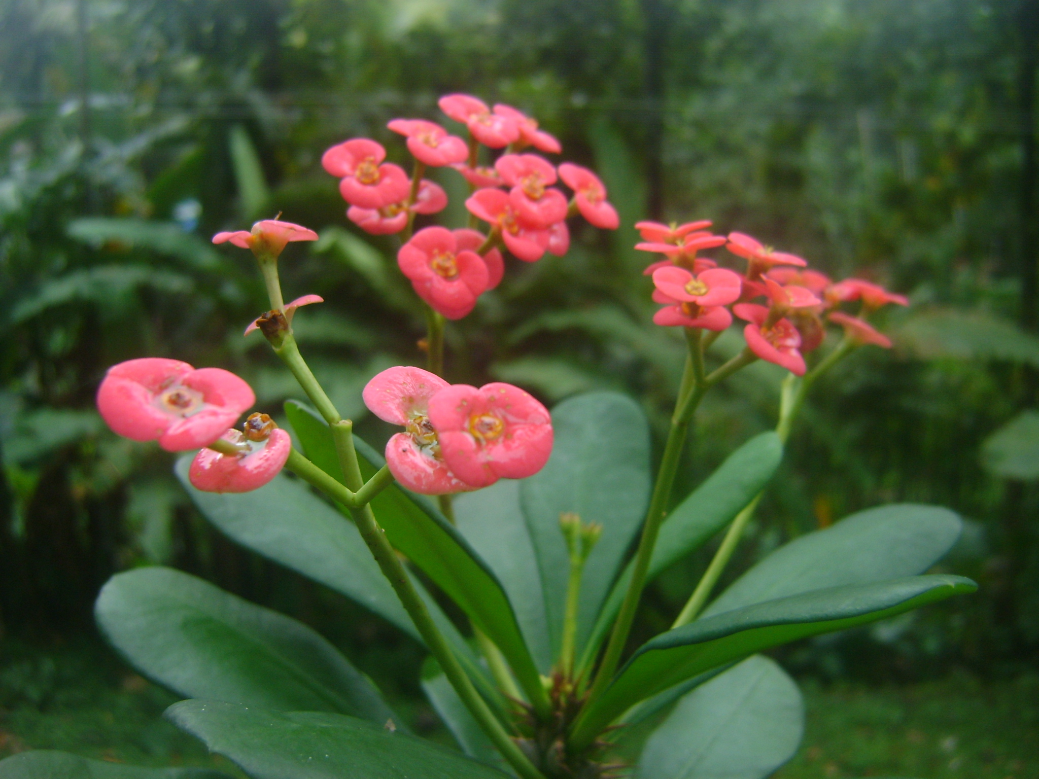 File:Euphorbia flowers from Kerala garden.jpg - Wikimedia Commons