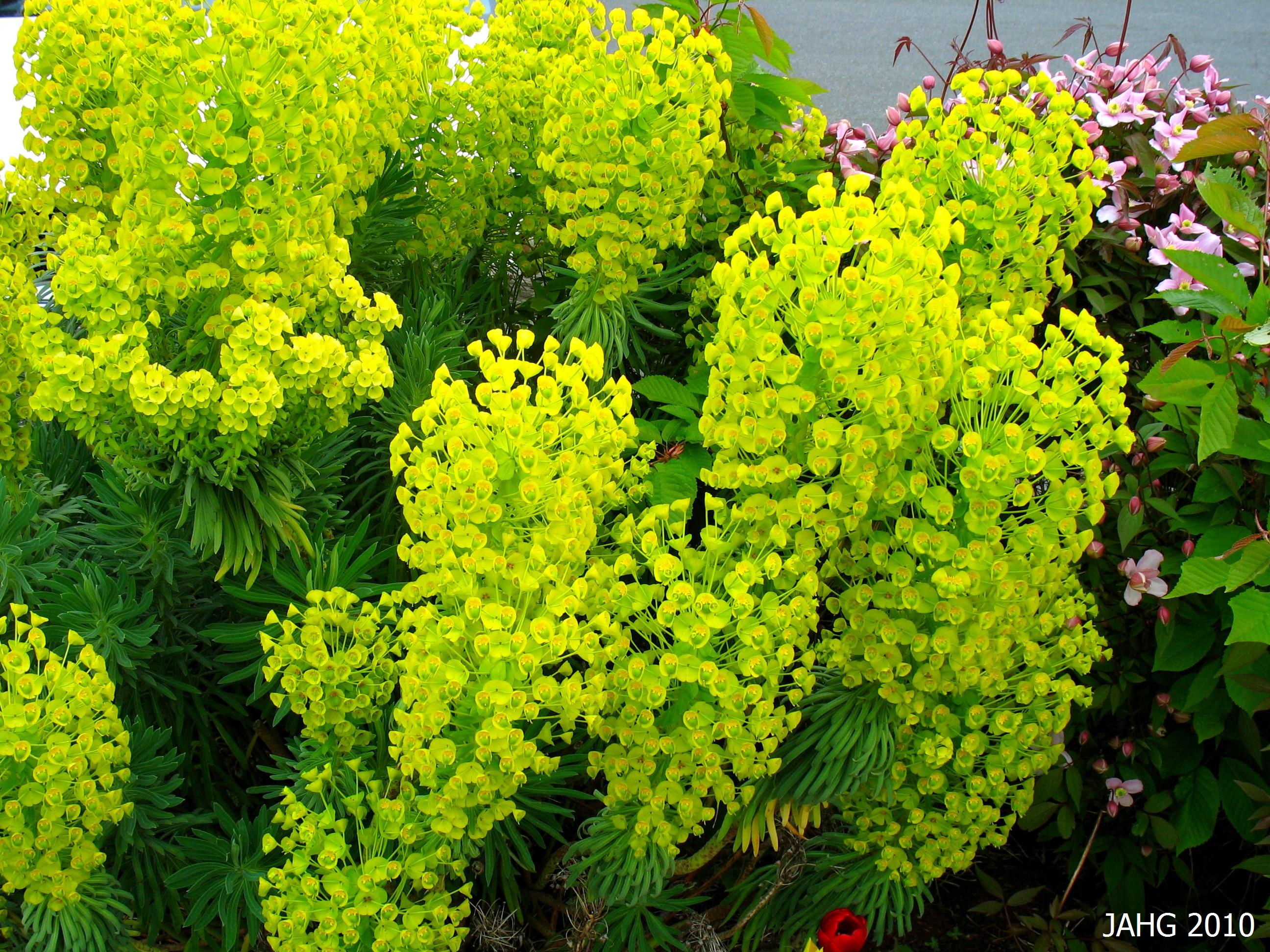 Euphorbia | Name That Plant