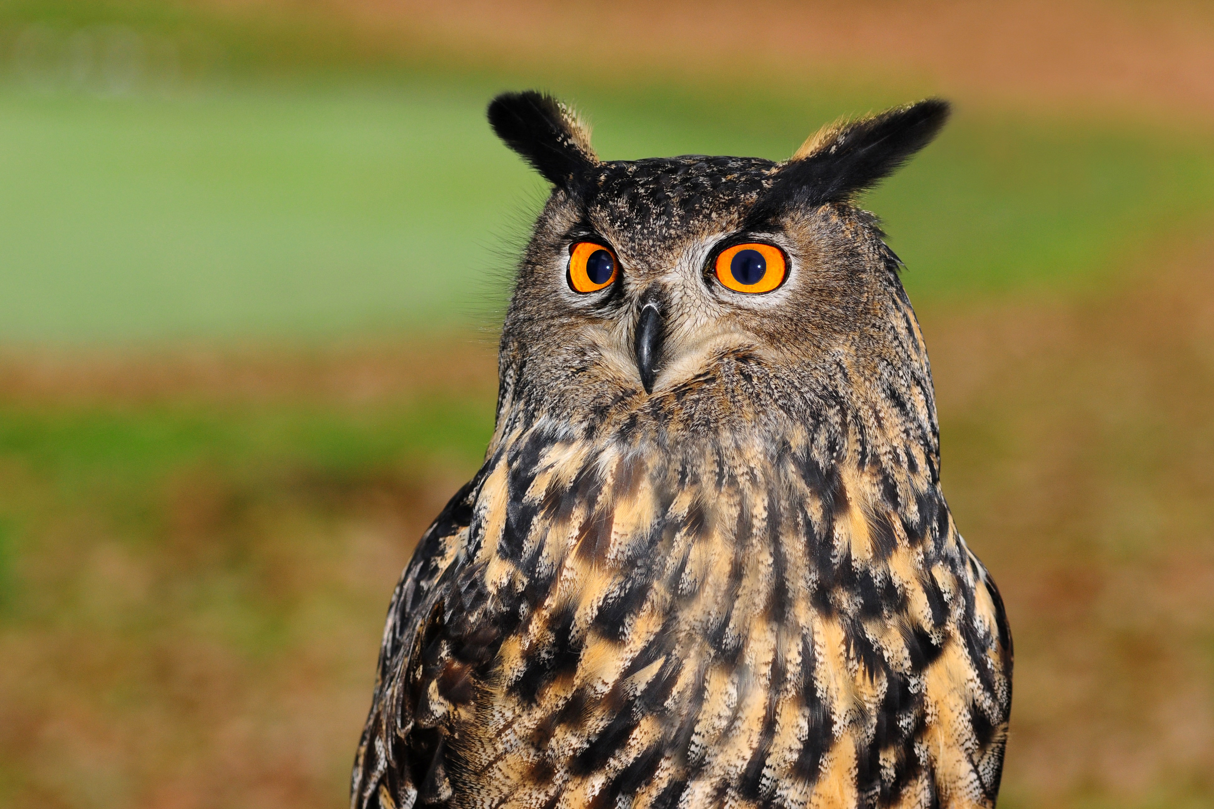 Eurasian Eagle Owl - Bubo bubo image - Free stock photo - Public ...